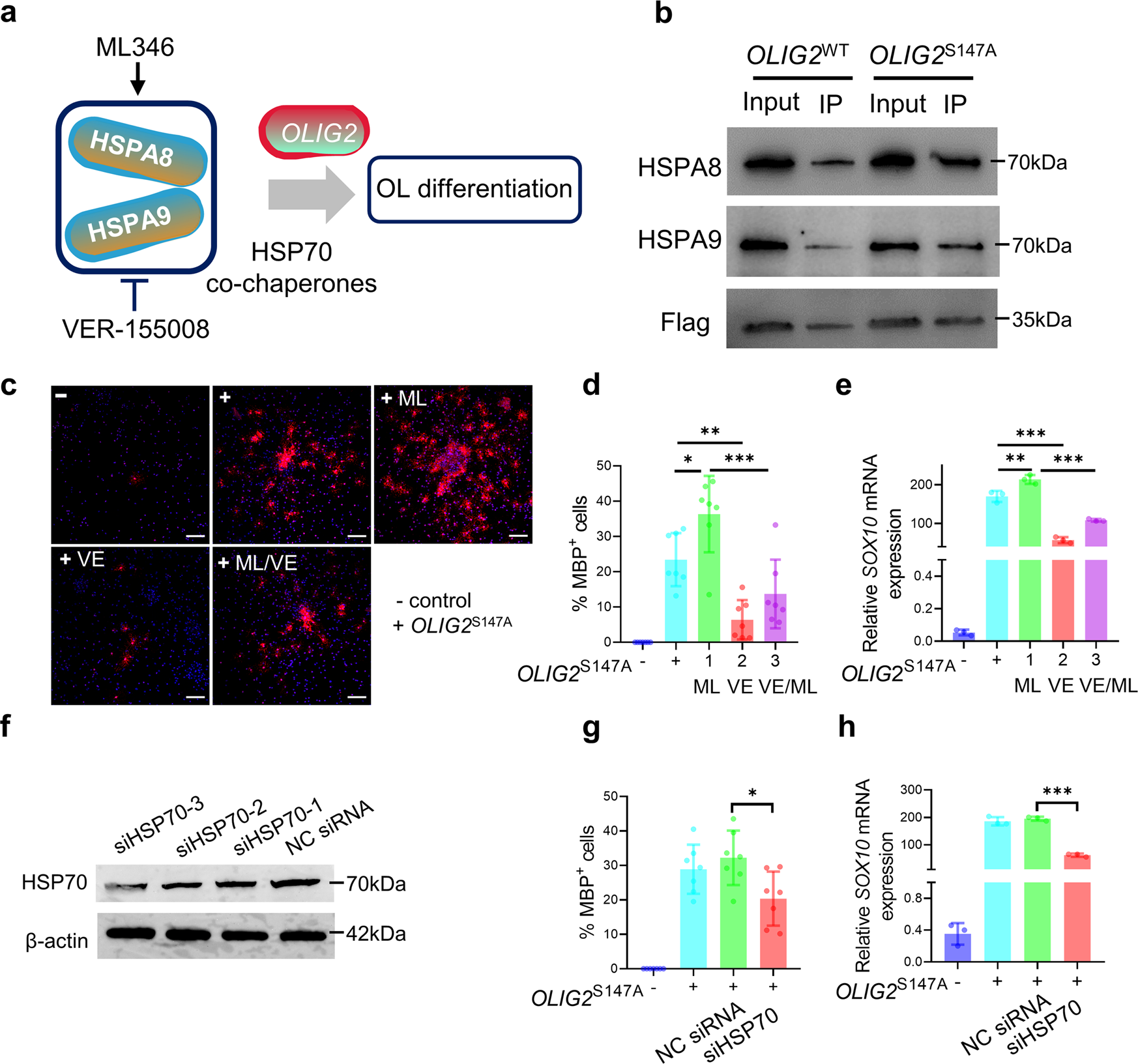 Fig. 6: The HSP70 complex binds to OLIG2 and promotes OLIG2-driven smRNA-induced OL differentiation.