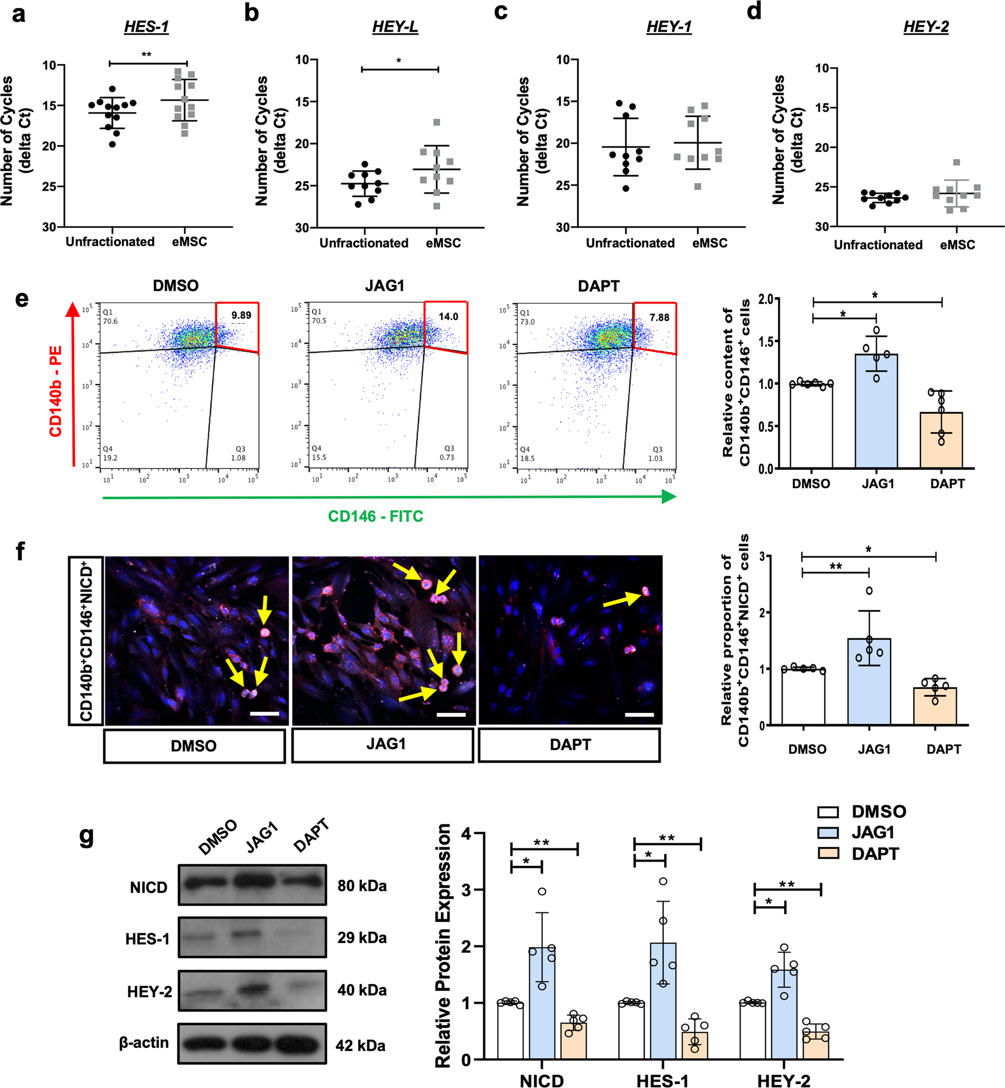 Fig. 1: Activation of Notch signaling maintains phenotypic expression of eMSC.