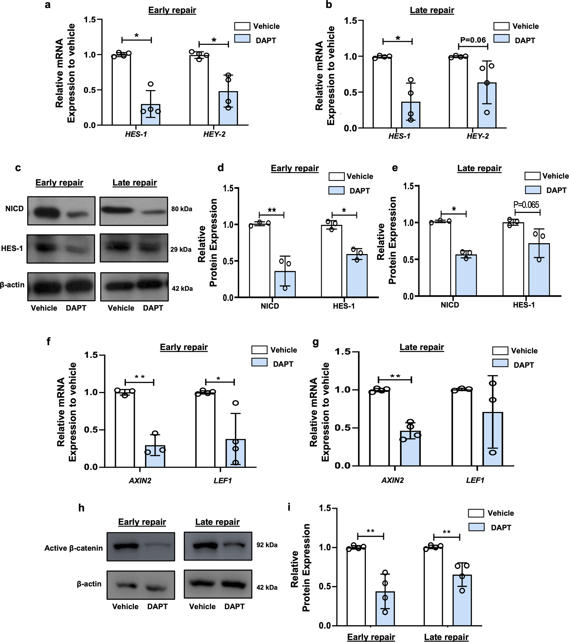 Fig. 7: The activity of Notch signaling in mouse uterus after DAPT treatment.