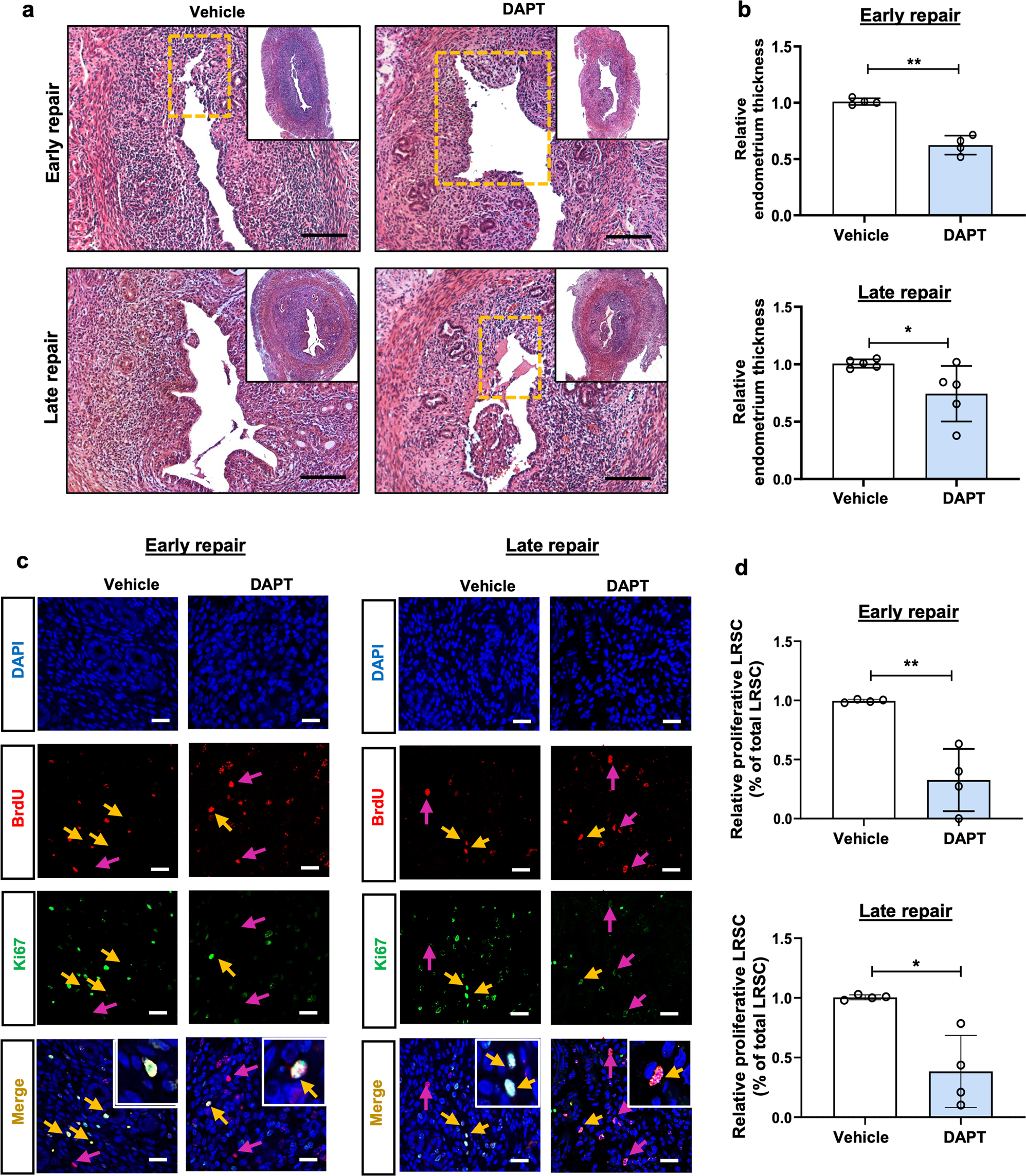 Fig. 8: Proliferation of LRSC after DAPT treatment.