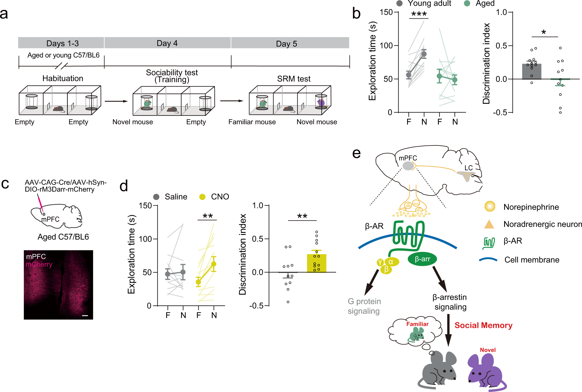 Fig. 6: Pharmacological activation of β-arrestin biased signaling improved SRM consolidation in aged mice.