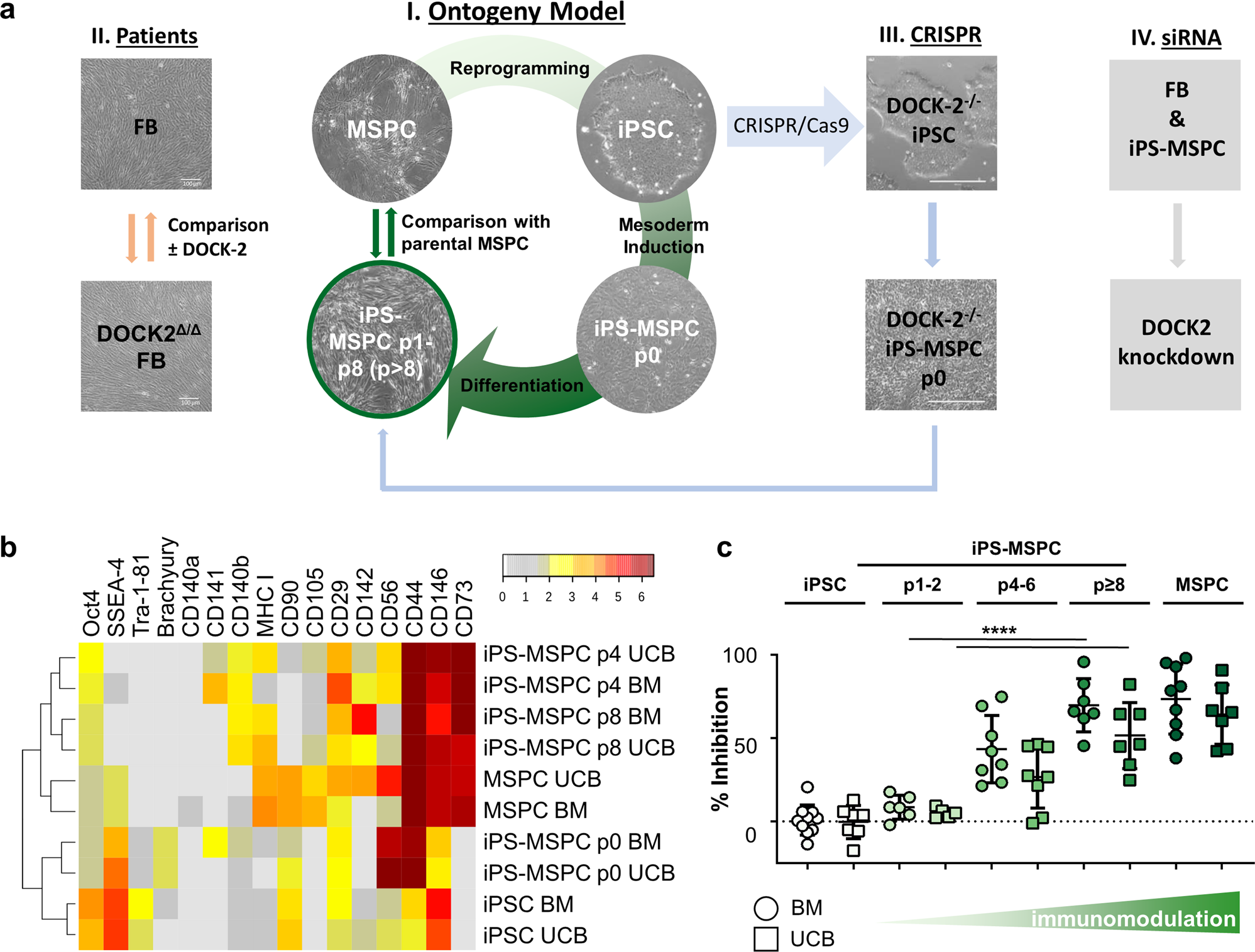 Extra Hematopoietic Immunomodulatory Role Of The Guanine Exchange Factor Dock2 Communications Biology