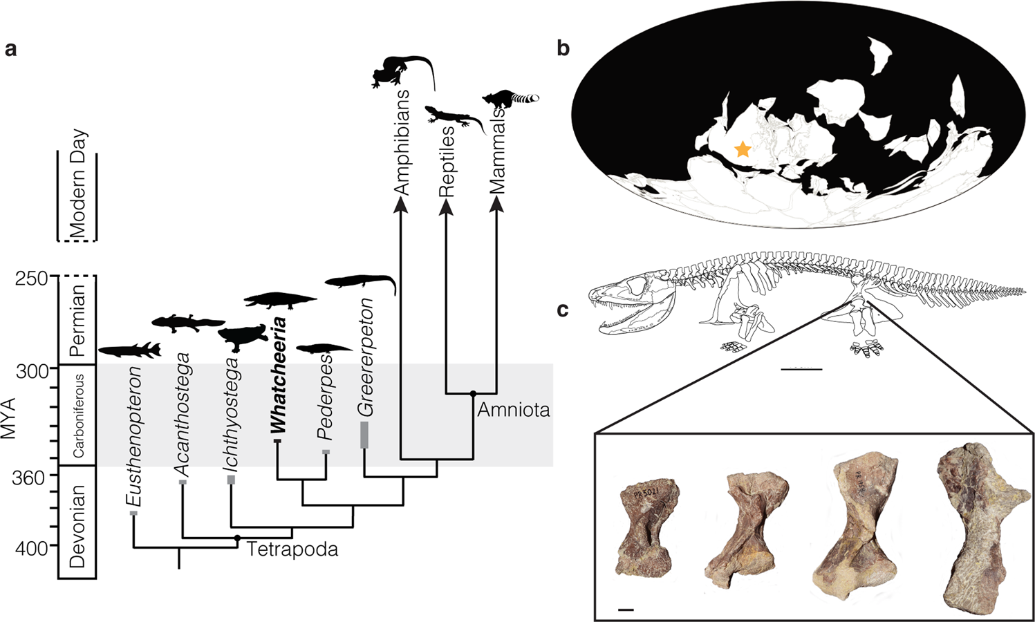 Fossil bone histology reveals ancient origins for rapid juvenile growth in  tetrapods | Communications Biology