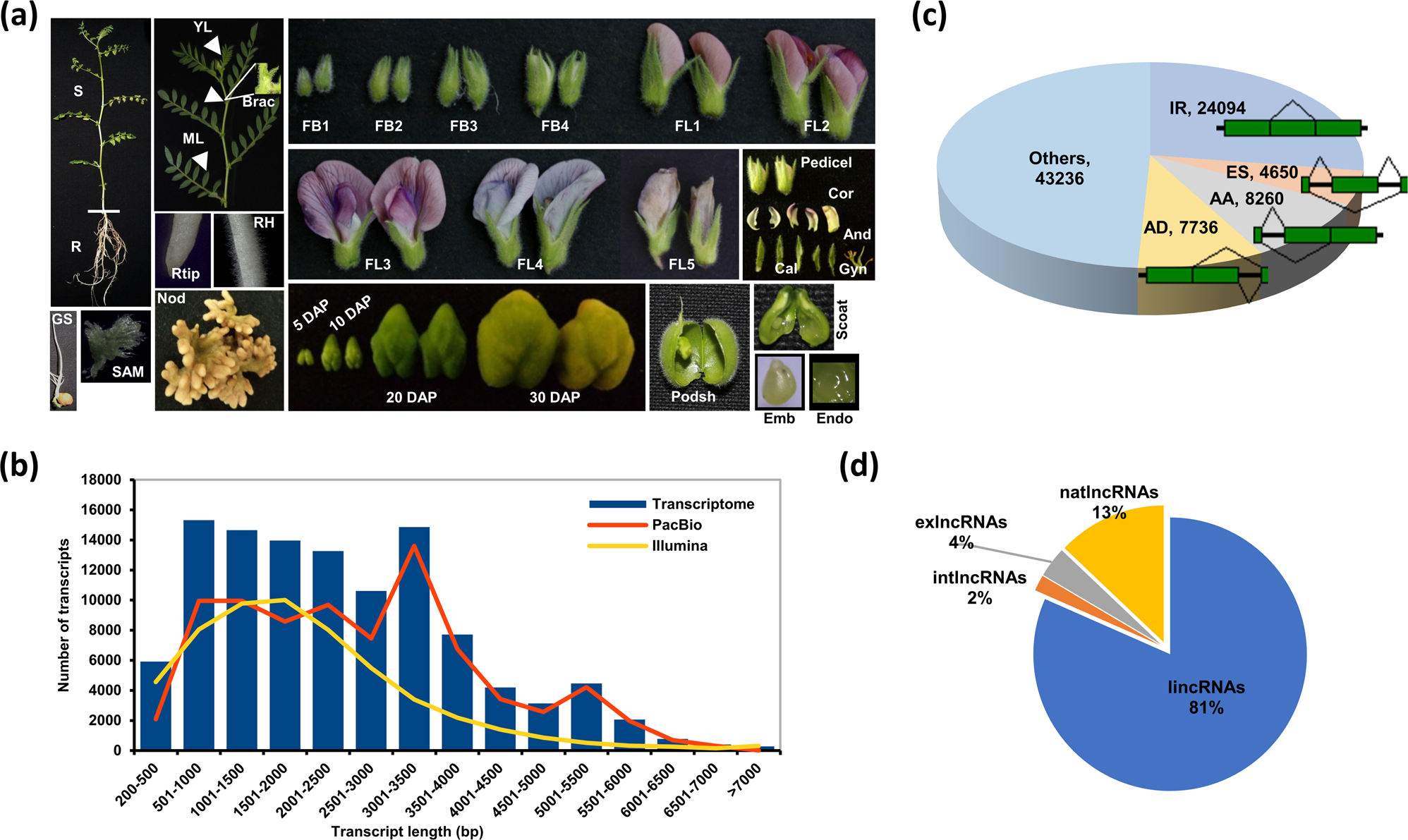 An integrated transcriptome mapping the regulatory network of coding and  long non-coding RNAs provides a genomics resource in chickpea |  Communications Biology