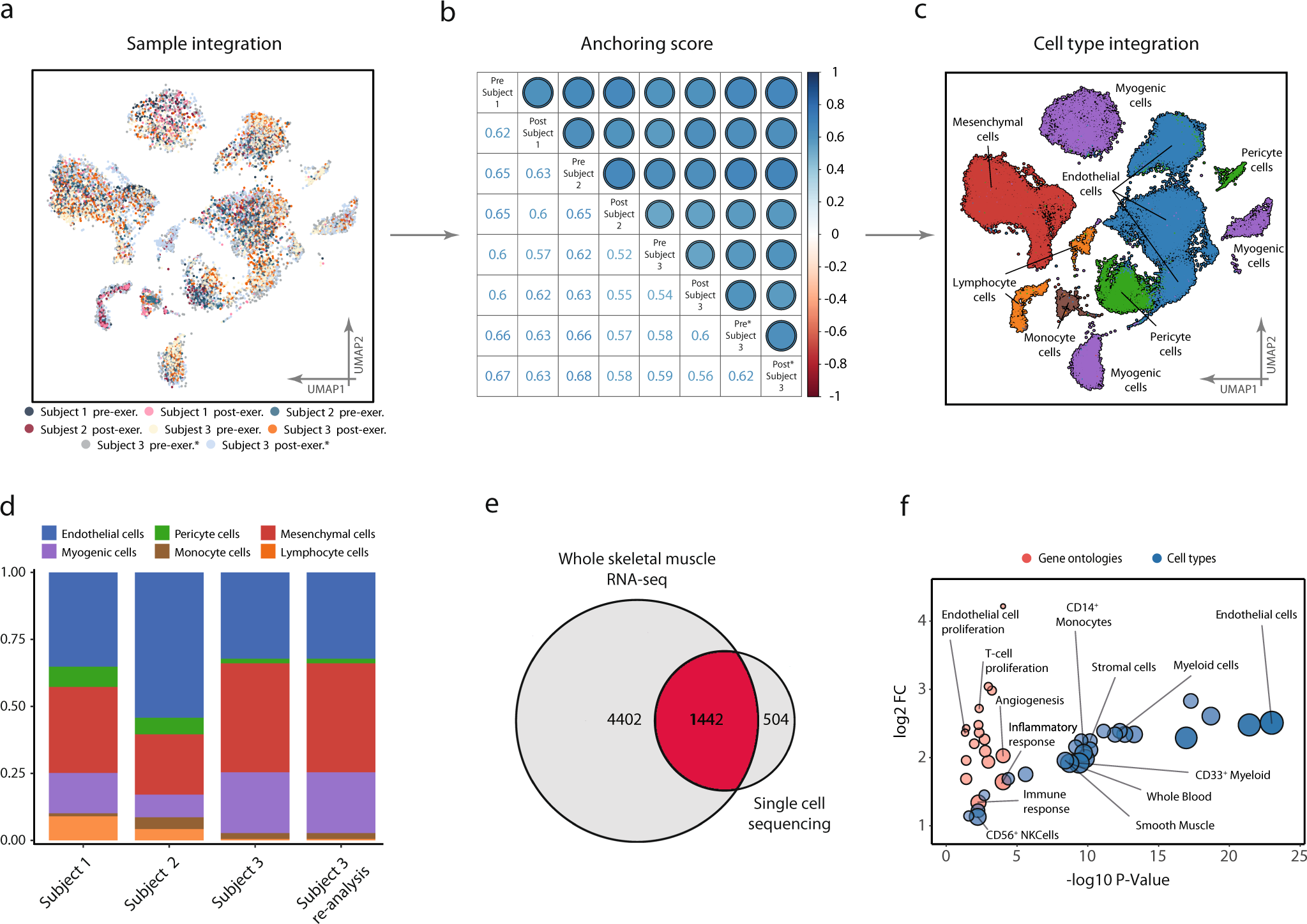Single-cell sequencing deconvolutes cellular responses to exercise in human  skeletal muscle | Communications Biology