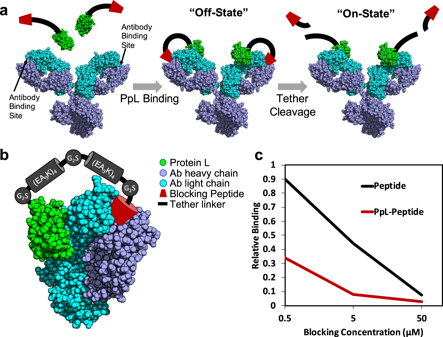 Turning antibodies off and on again using a covalently tethered blocking  peptide | Communications Biology
