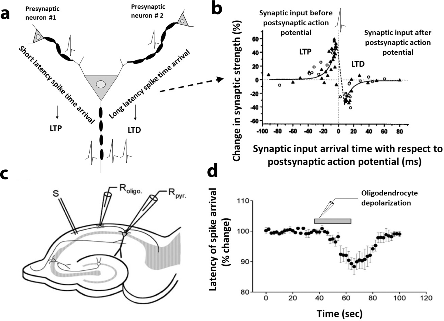 Multiple forms of working memory emerge from synapse–astrocyte interactions  in a neuron–glia network model