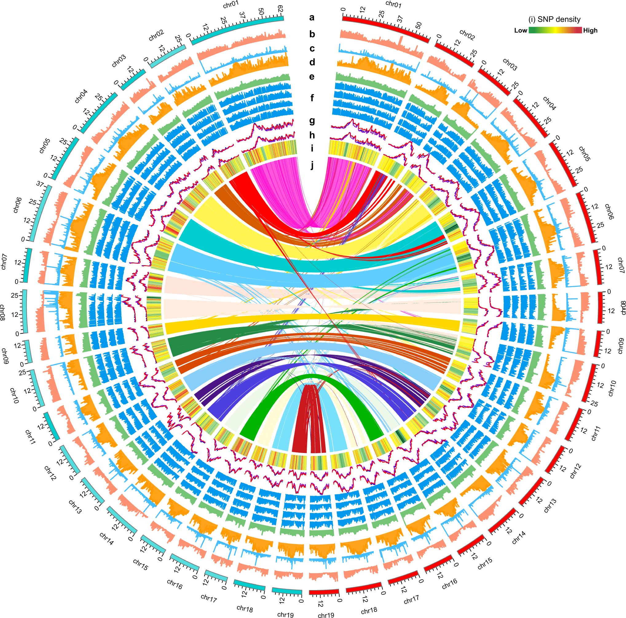 Chromosome-scale assemblies of the male and female Populus euphratica  genomes reveal the molecular basis of sex determination and sexual  dimorphism | Communications Biology
