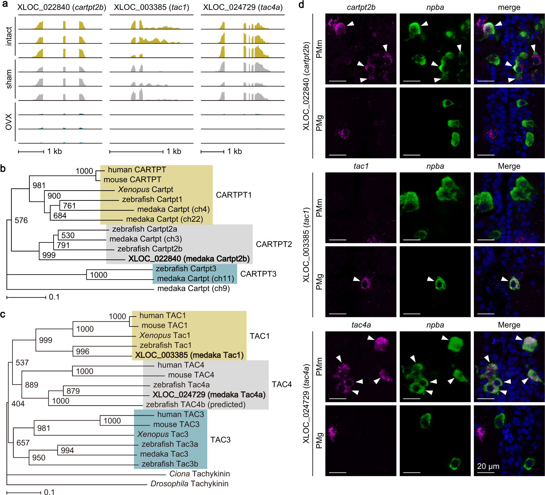 Fig. 1: Female-specific preoptic neurons express multiple neuropeptides in an ovarian-dependent manner.