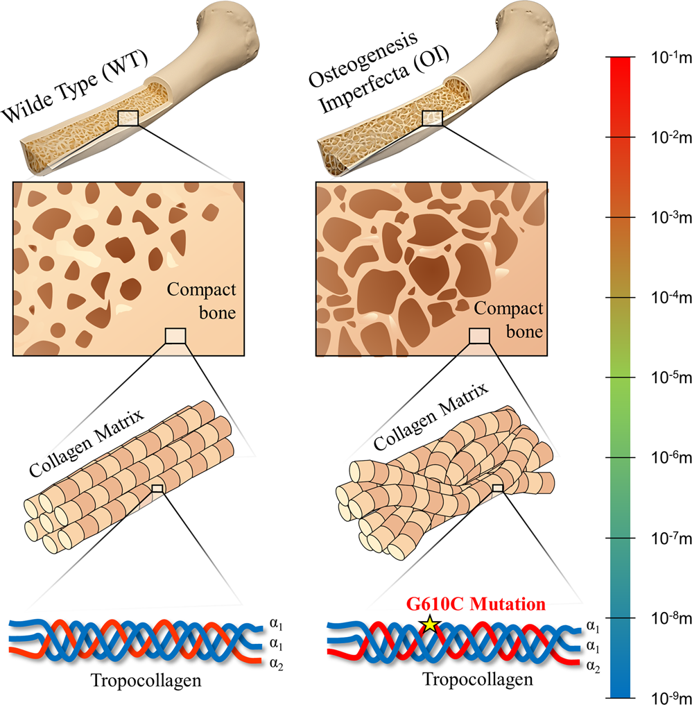 Collagen piezoelectricity in osteogenesis imperfecta and its role in  intrafibrillar mineralization | Communications Biology