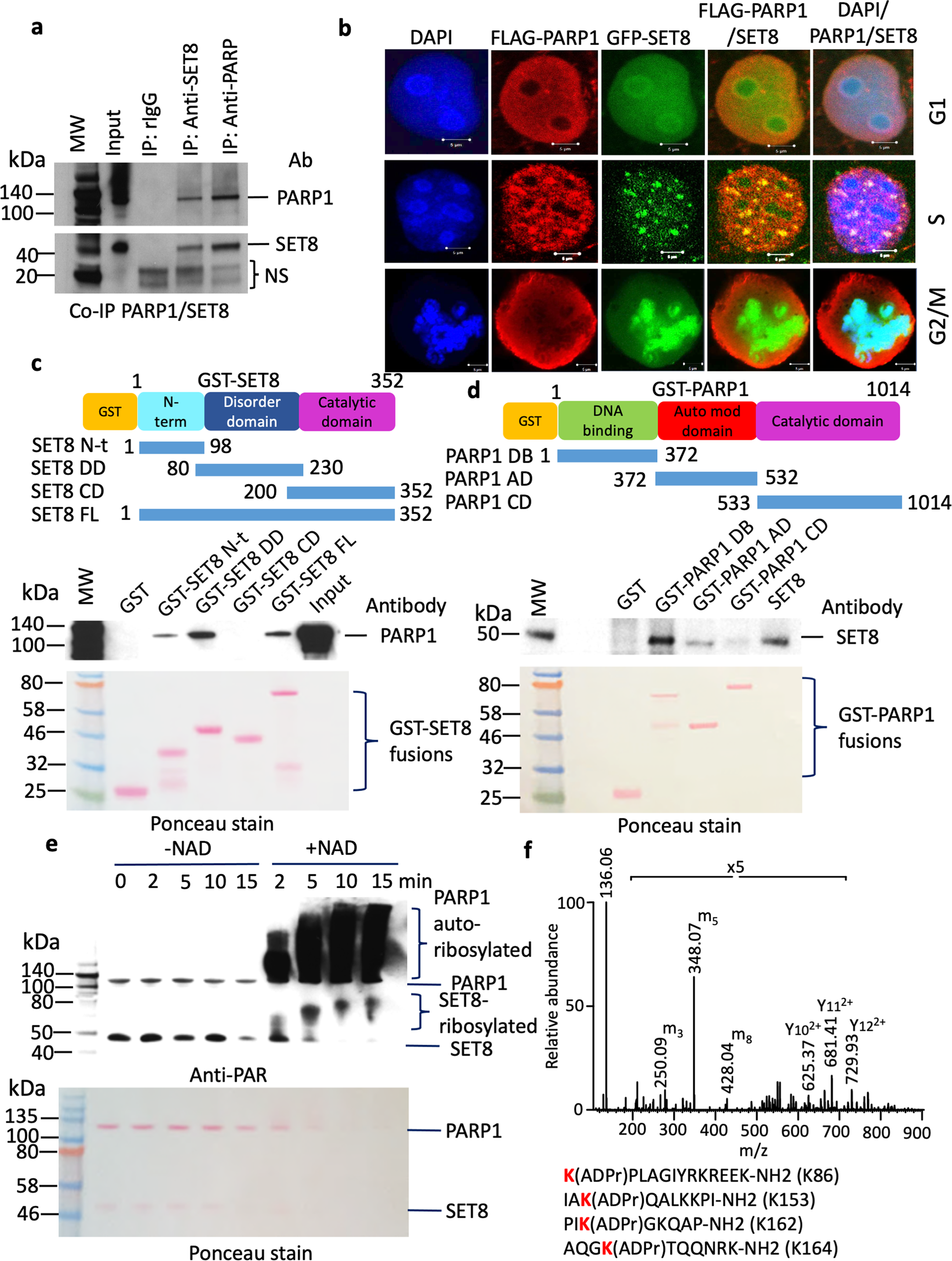 Poly ADP-ribosylation of SET8 leads to aberrant H4K20 methylation in  mammalian nuclear genome | Communications Biology