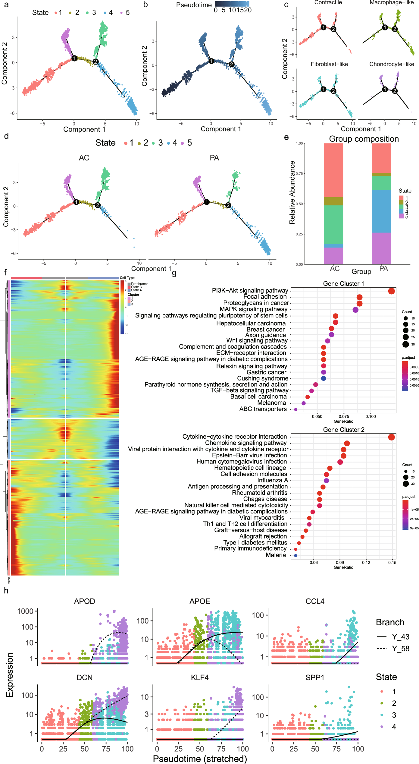 Fig. 3: Dynamic phenotype modulation across vascular smooth muscle cell (VSMC) spectrum in proximal adjacent (PA) and calcified atherosclerotic core (AC) portions of plaques.