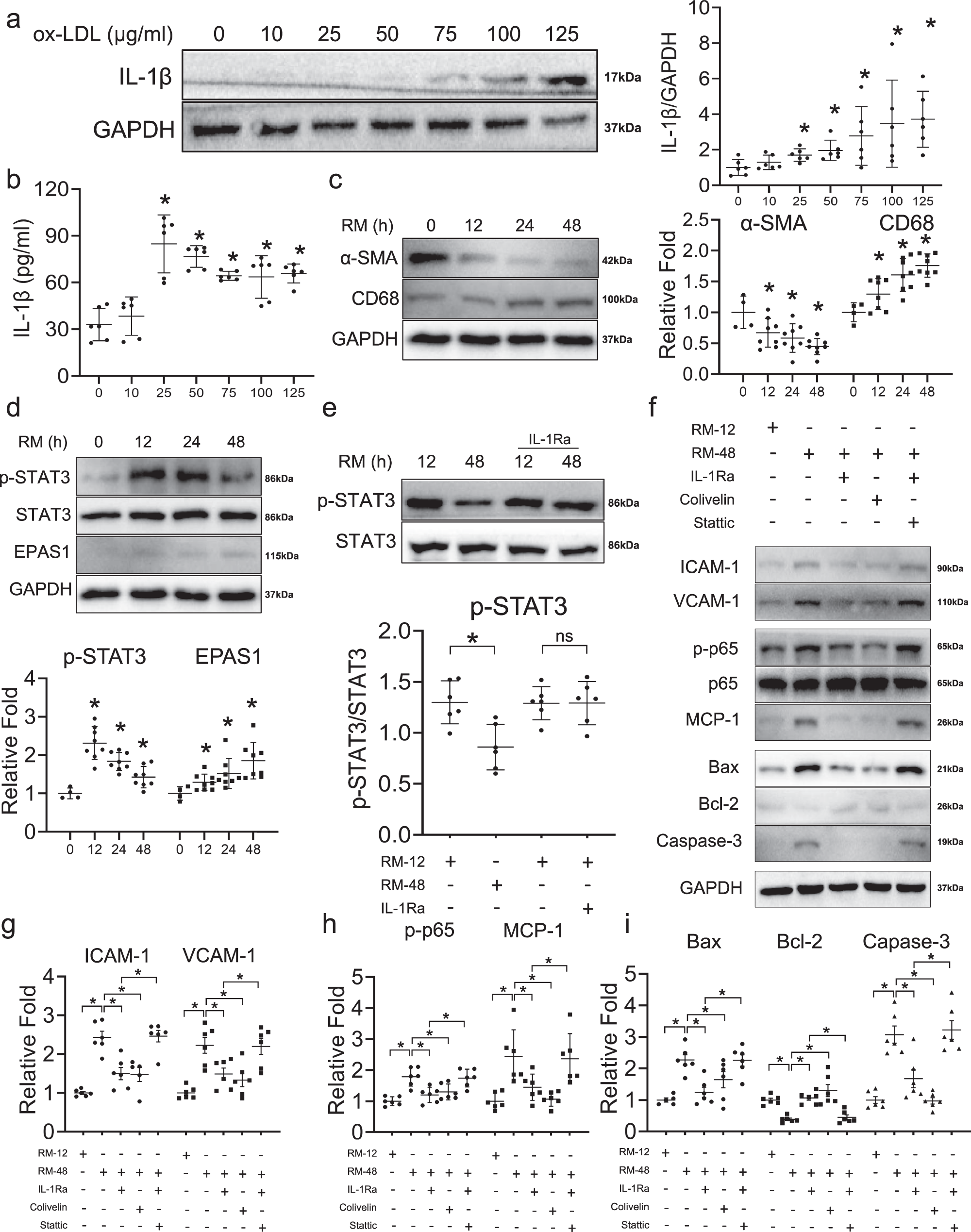 Fig. 7: IL-1β/STAT3 axis contributing to the functional alterations process of macrophage-like vascular smooth muscle cell (VSMC).