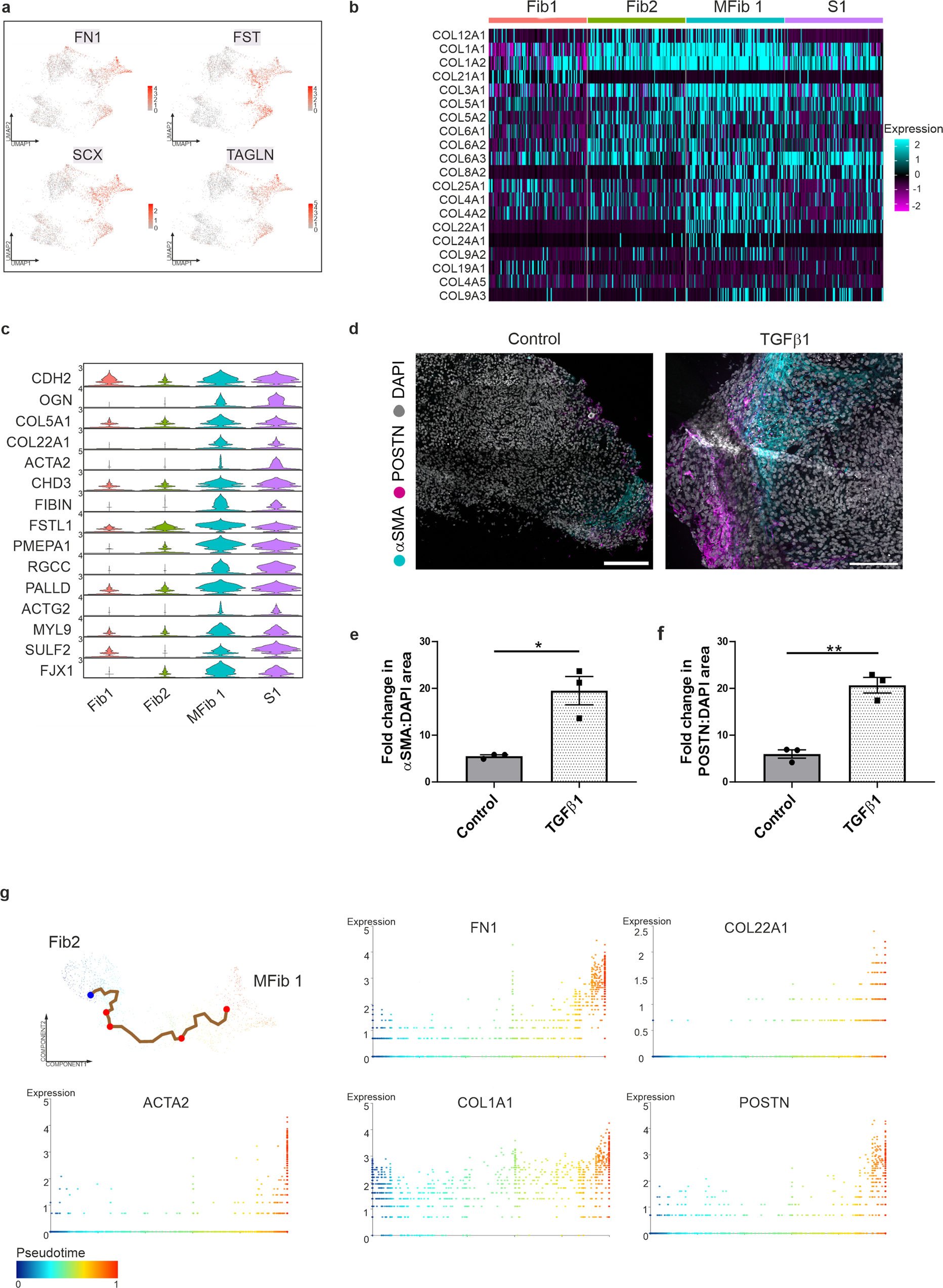 Fig. 3: TGFβ1 induces the differentiation of stromal clusters and activation of fibroblasts.