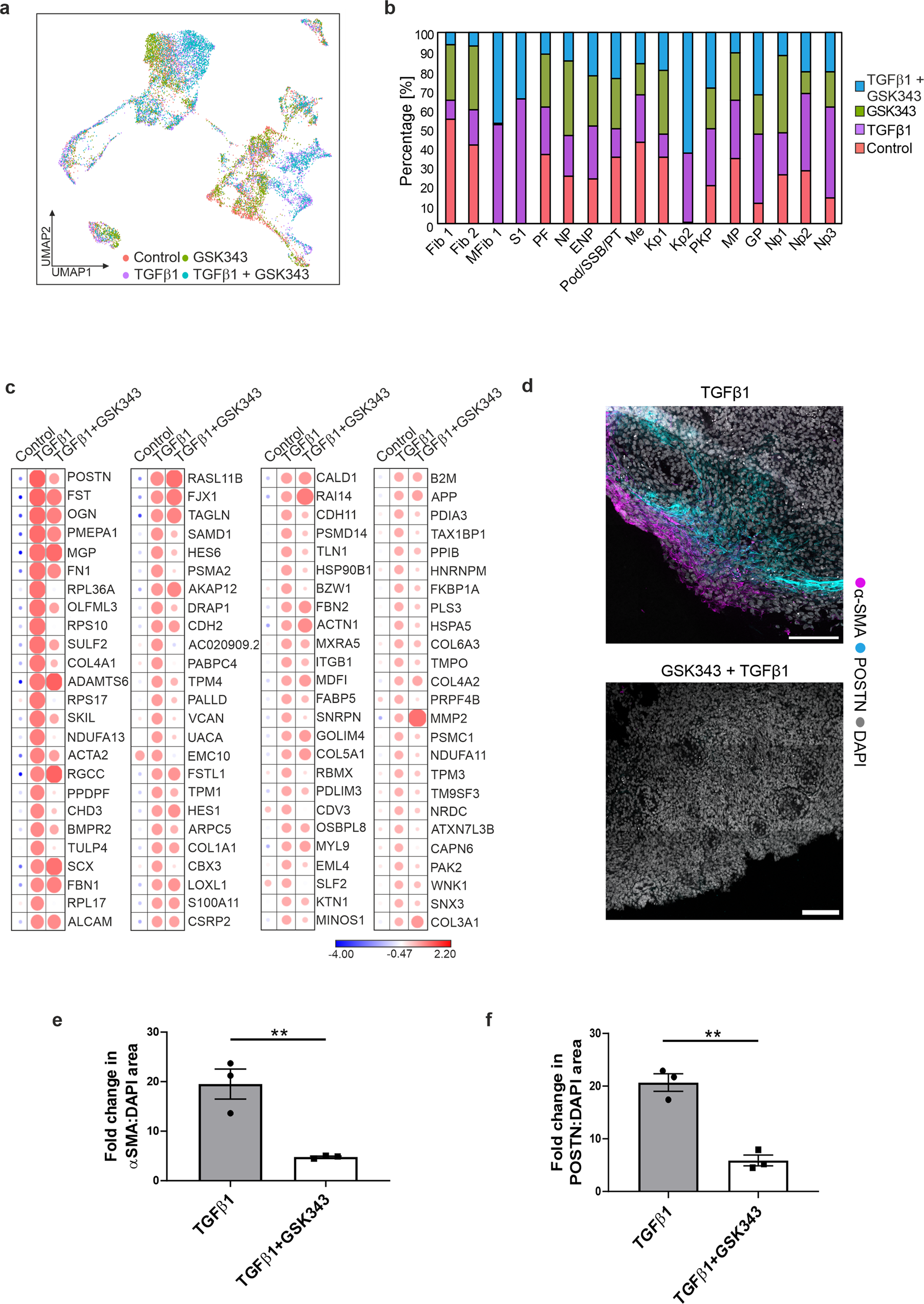Fig. 4: GSK343 attenuates a subset of TGFβ1-induced fibrotic gene expression.
