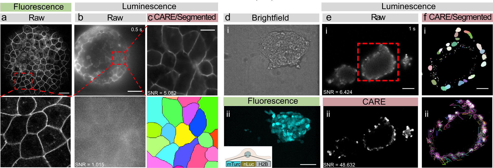 Fig. 5: Seamless denoising and segmentation of bioluminescent zebrafish embryos and mouse embryonic stem cells.
