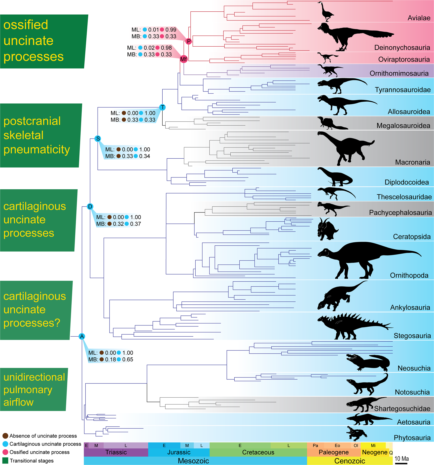 Fig. 3: Ancestral state reconstruction of uncinate processes in archosaurs.