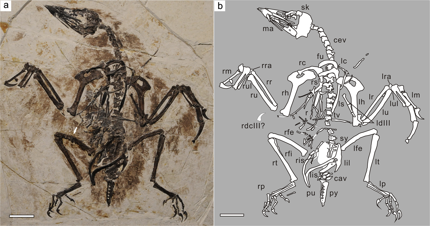 A single most parsimonious tree of the Pterodactyloidea recovered using