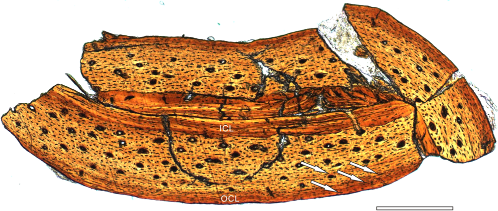 Fig. 2: Osteohistological section of Confuciusornis shifan holotype (PMoL-AB00178).
