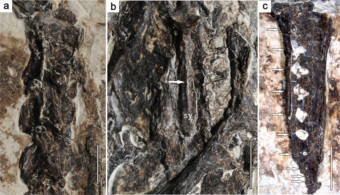 Fig. 4: Selected axial elements of Confuciusornis shifan holotype (PMoL-AB00178).