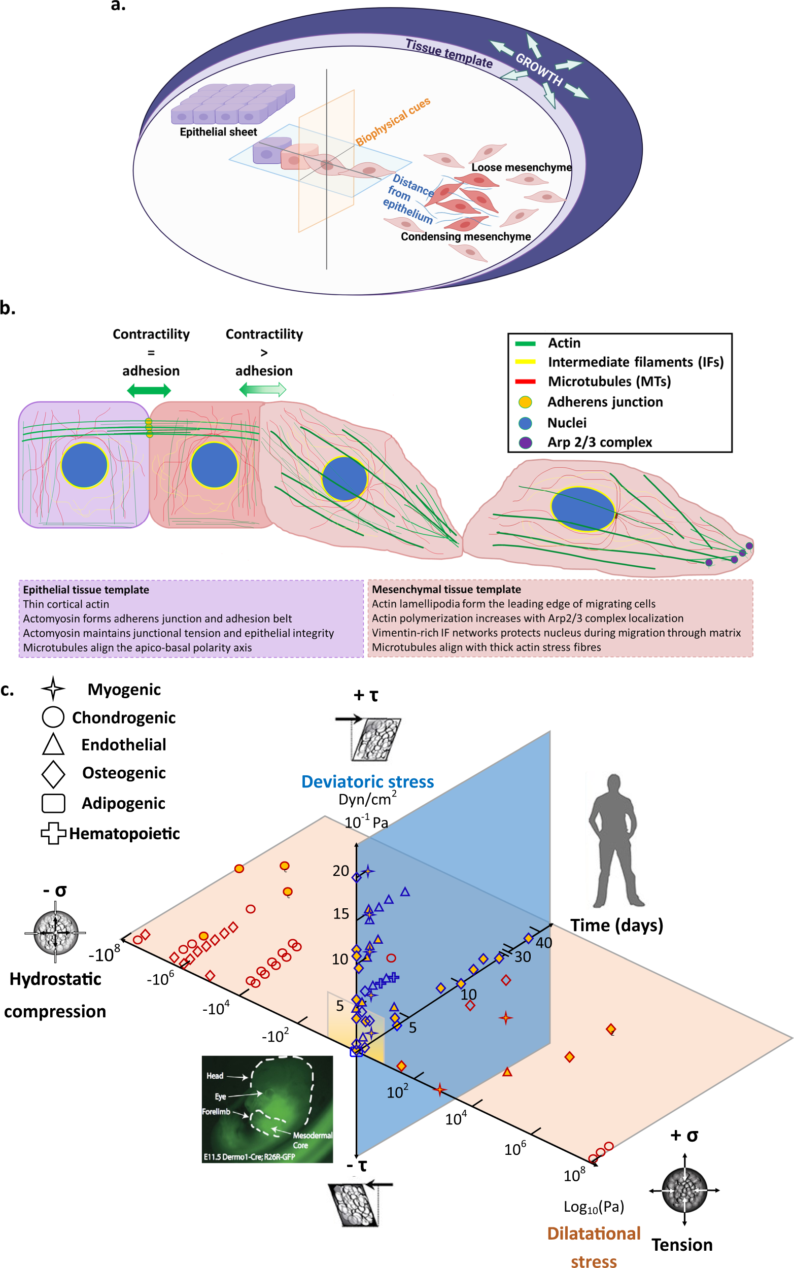 Biomechanical, biophysical and biochemical modulators of cytoskeletal  remodelling and emergent stem cell lineage commitment | Communications  Biology
