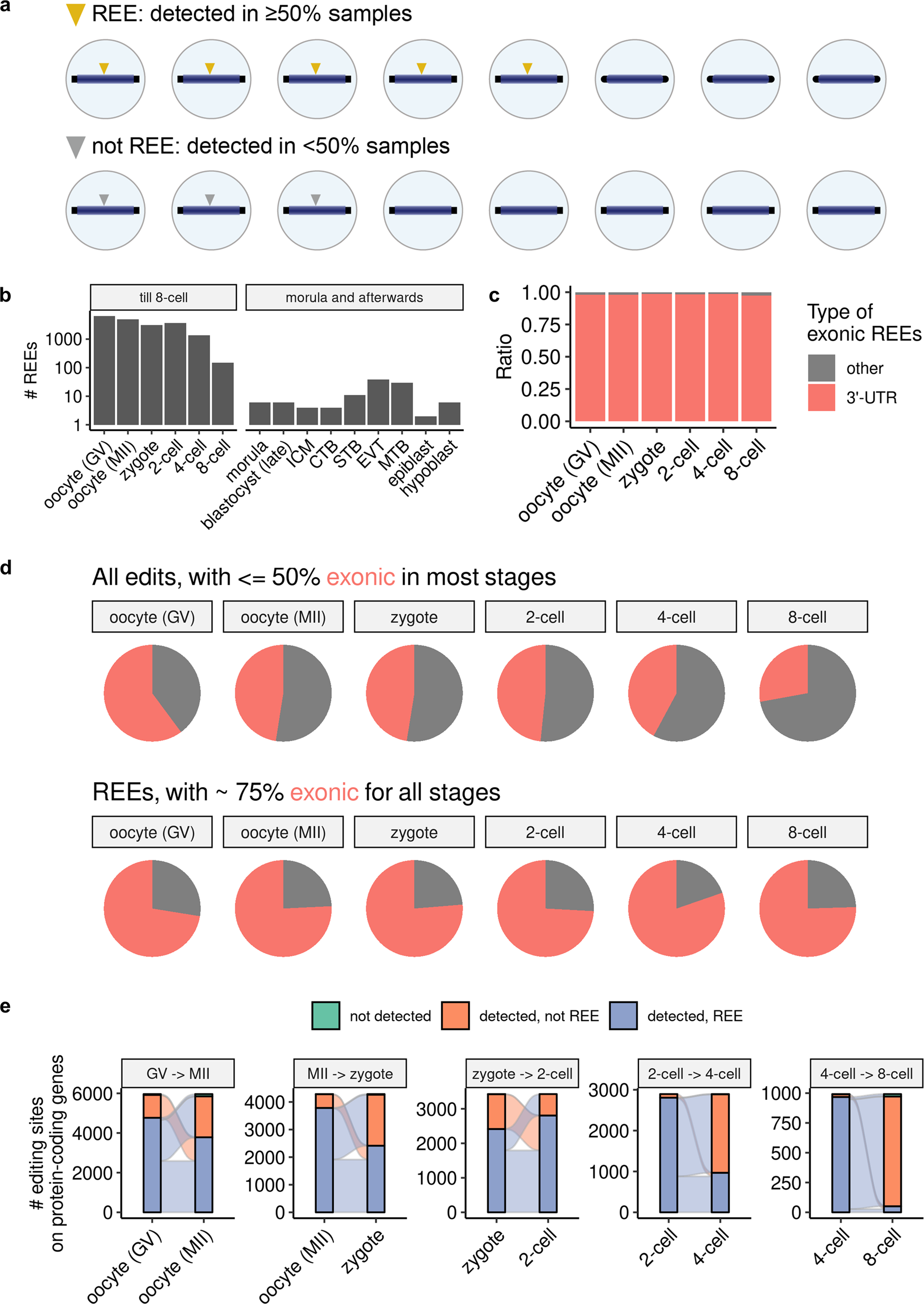 Fig. 2: Thousands of organized REEs were detected in early human embryos.