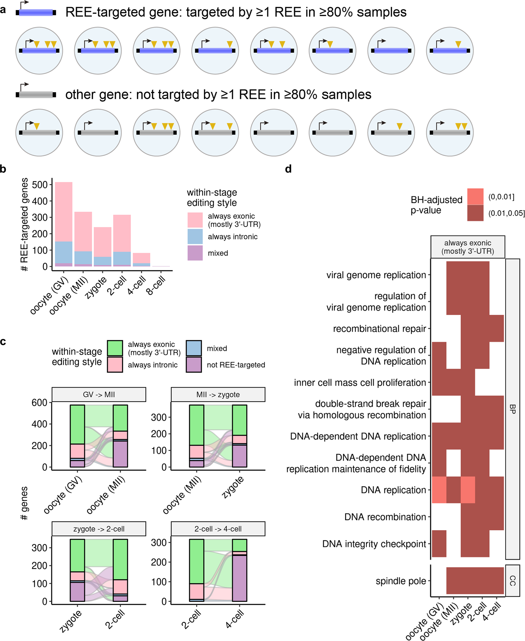 Fig. 3: REEs target similar genes enriched with DNA replication-related functions across the early stages of embryogenesis.