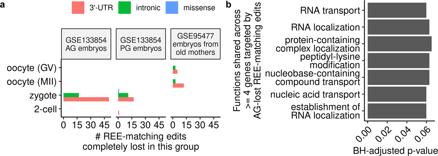 Fig. 4: Certain REE-matching edits could undergo organized loss in embryos with uniparental disomy and those from elder mothers.