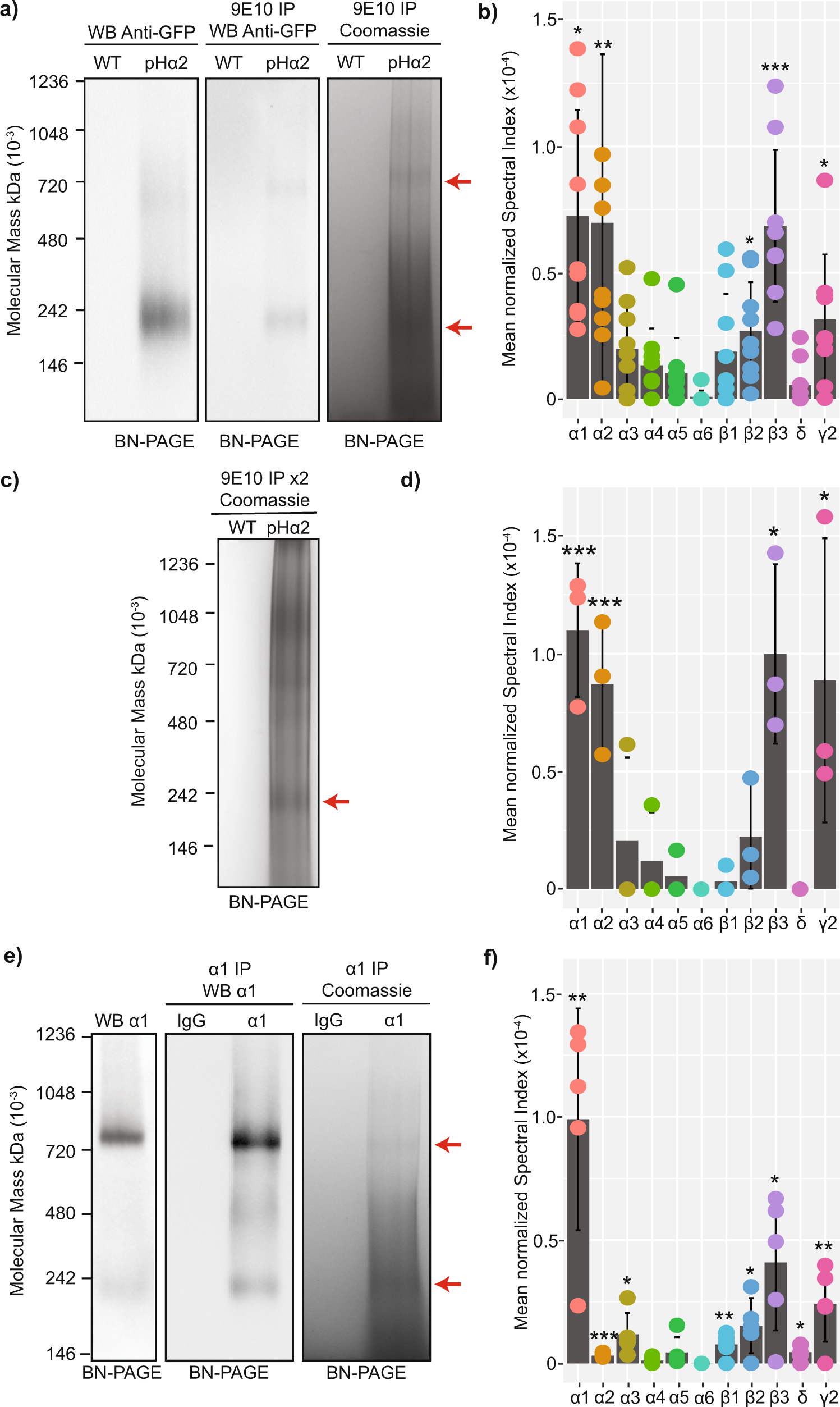 Fig. 1: Analyzing the subunit composition of native GABAAR subtypes using affinity purification and quantitative mass spectroscopy.