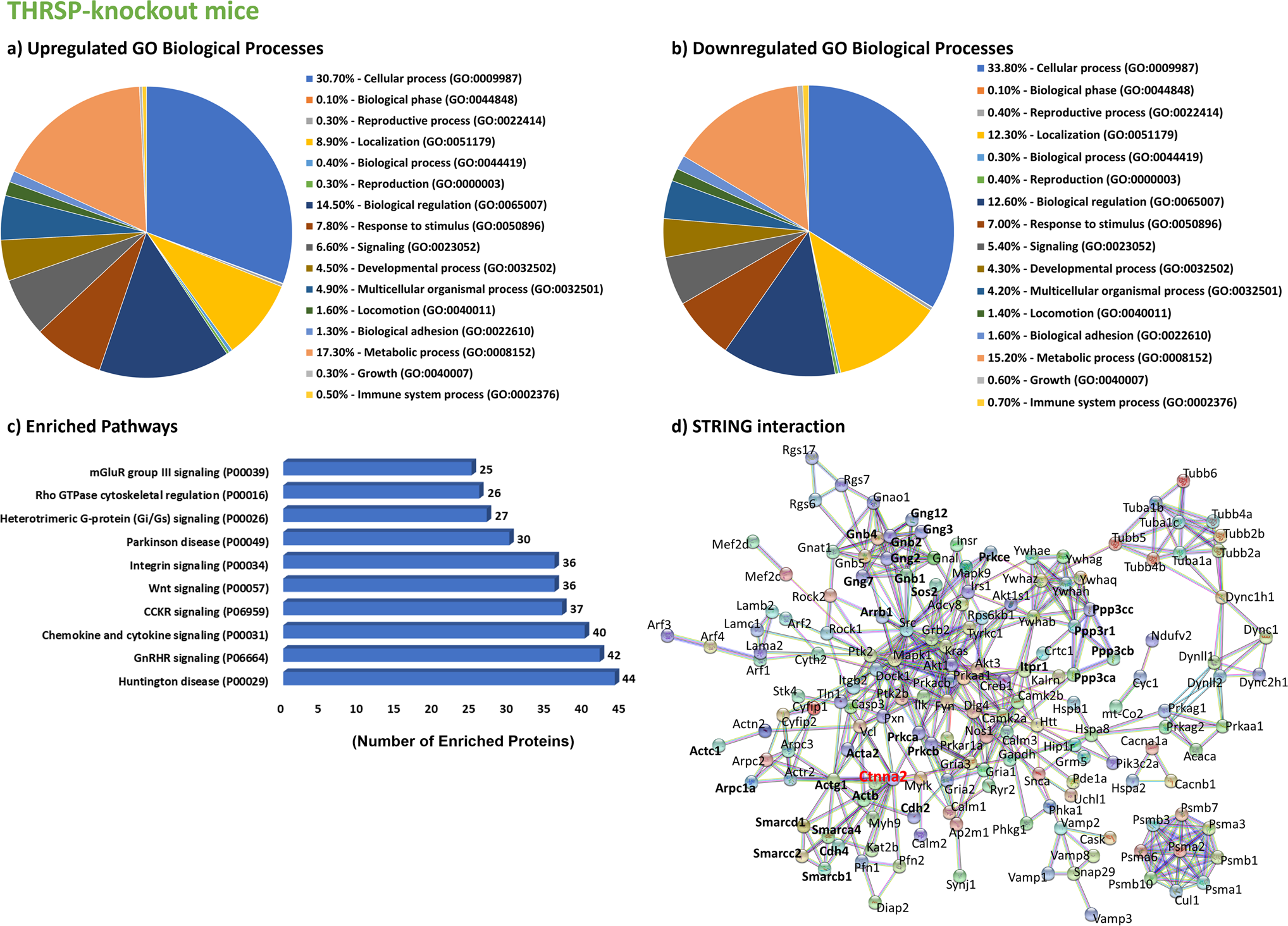 Fig. 2: Proteomics analysis of the hippocampal DG of THRSP KO mice.