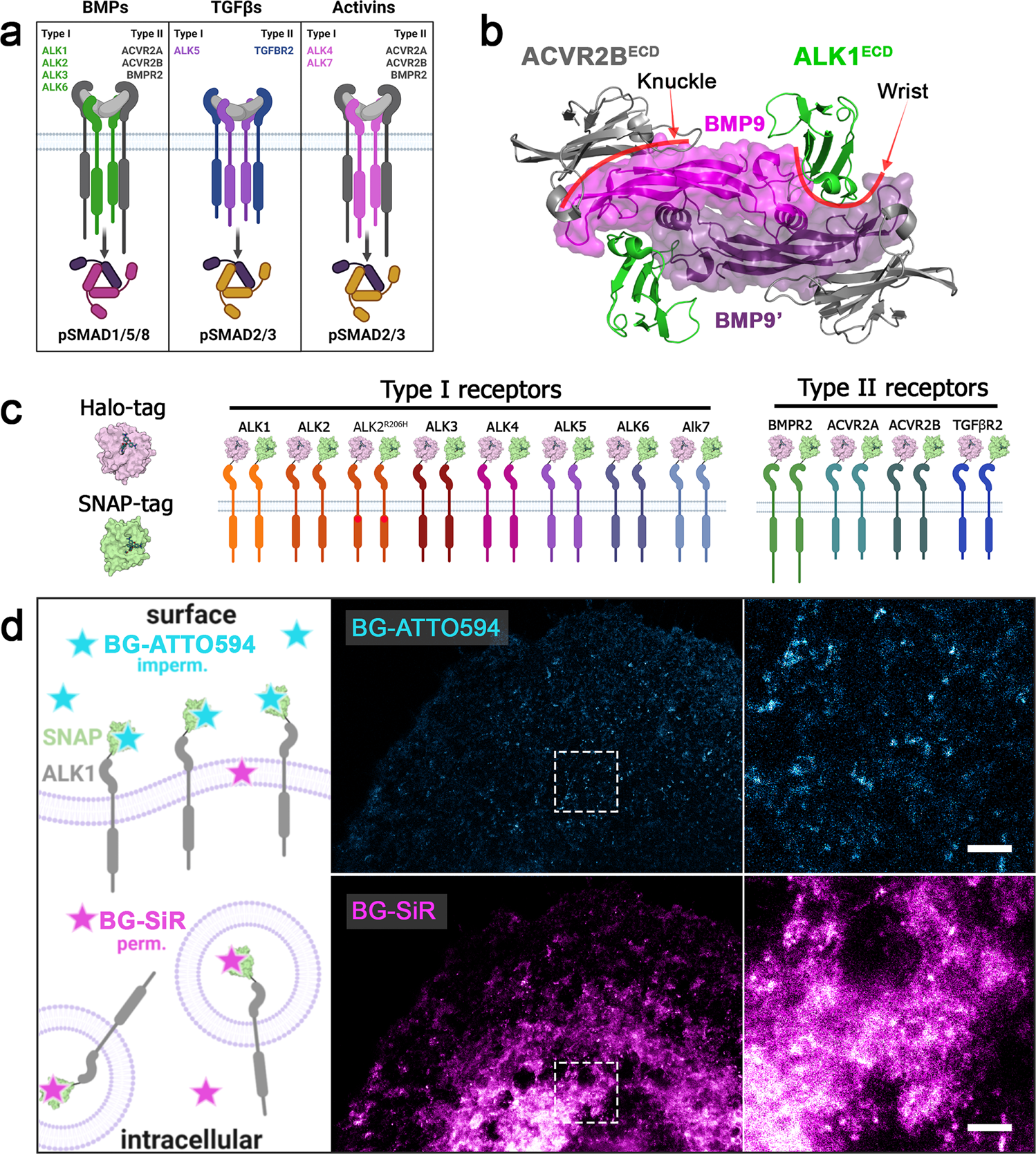 Relative Uptake, Metabolism, and β-Receptor Binding of (1R,2S)-4