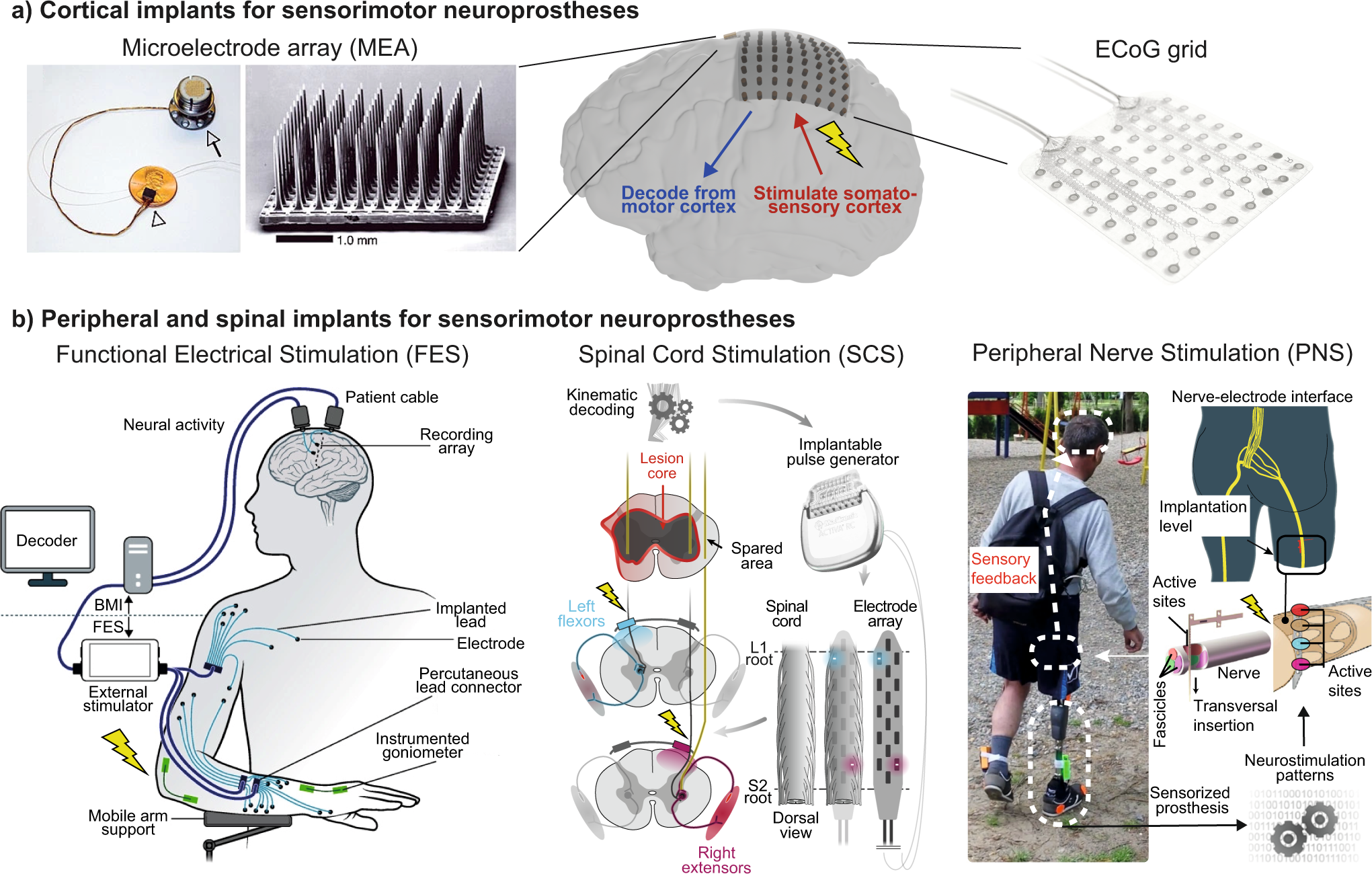 a Neurophysiological mechanisms of electrical stimulation of muscles