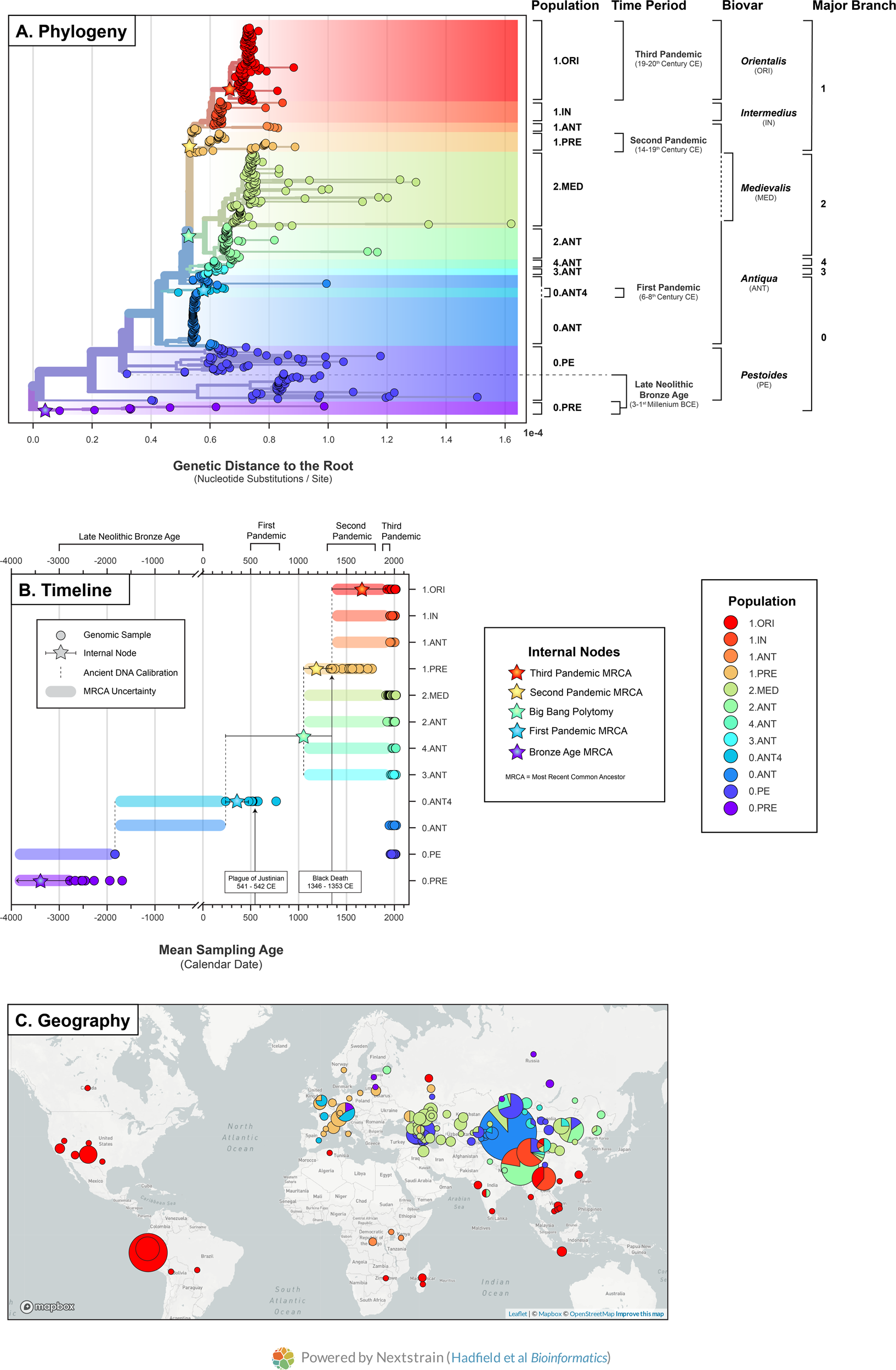 Plagued by a cryptic clock: insight and issues from the global phylogeny of  Yersinia pestis | Communications Biology