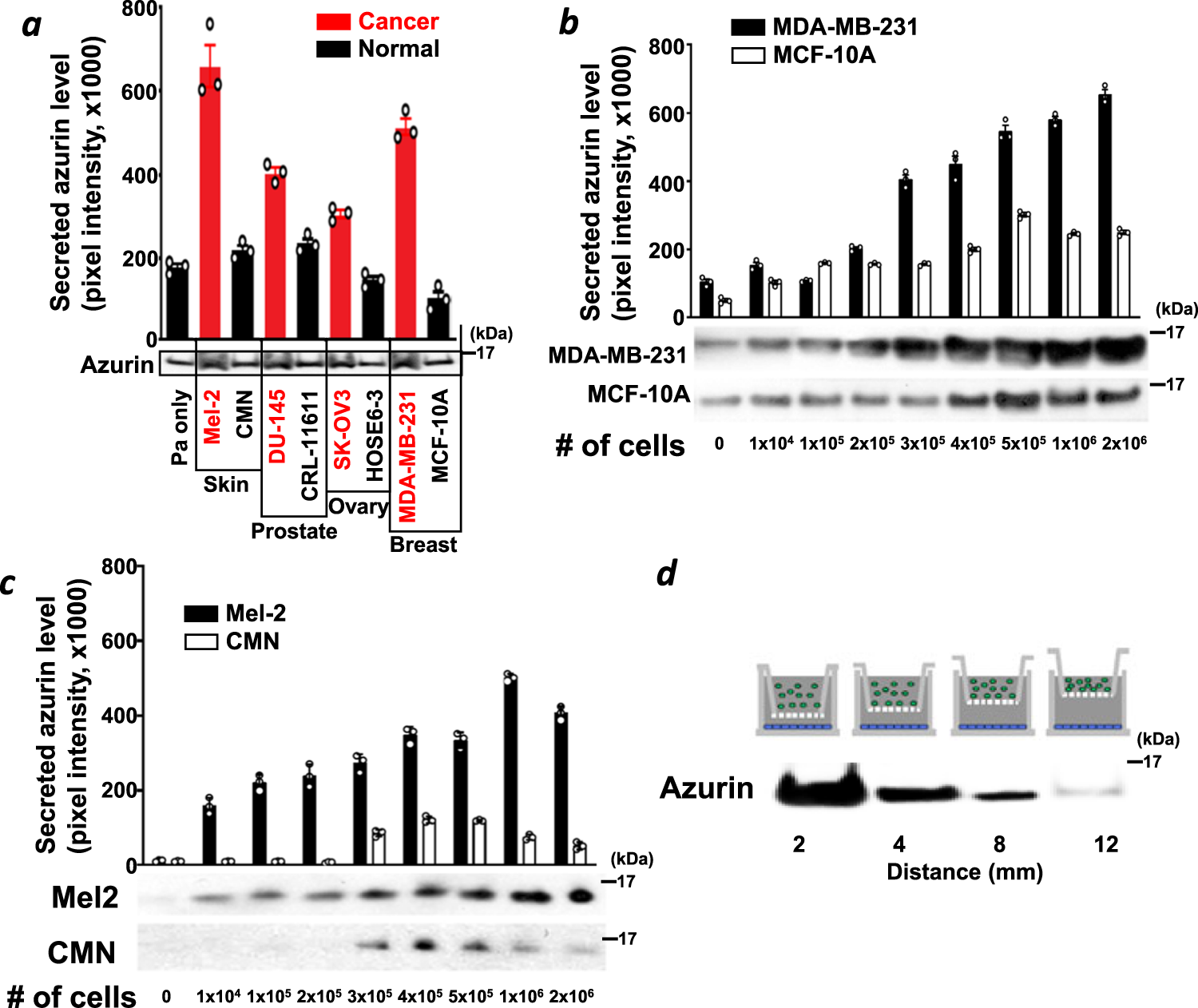 Fig. 1: Azurin secretion is stimulated by human cancer cells.