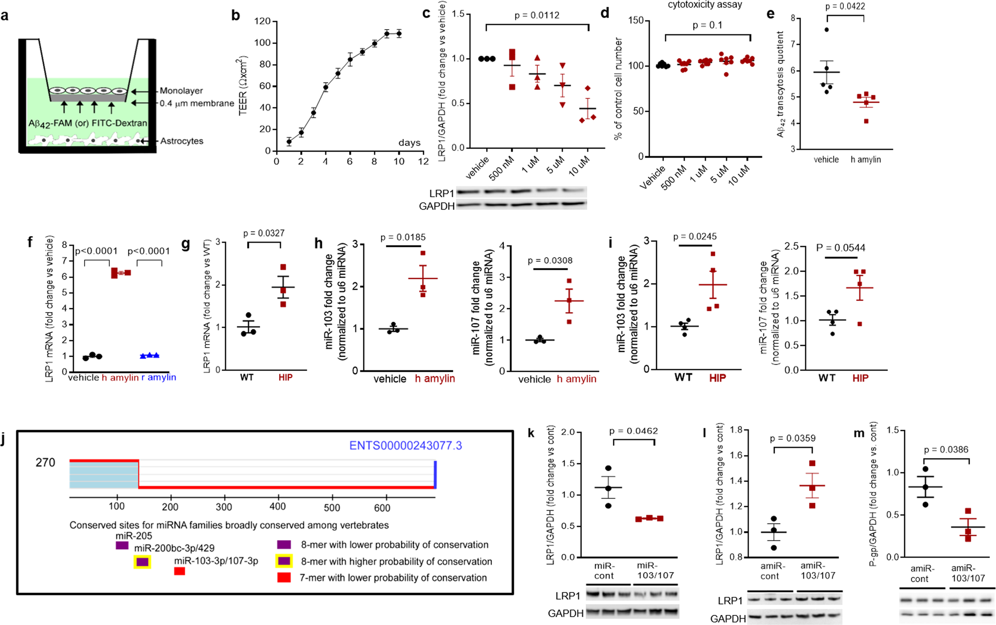 Fig. 6: In vitro test of amylin-induced impairment of Aβ efflux across the BBB.