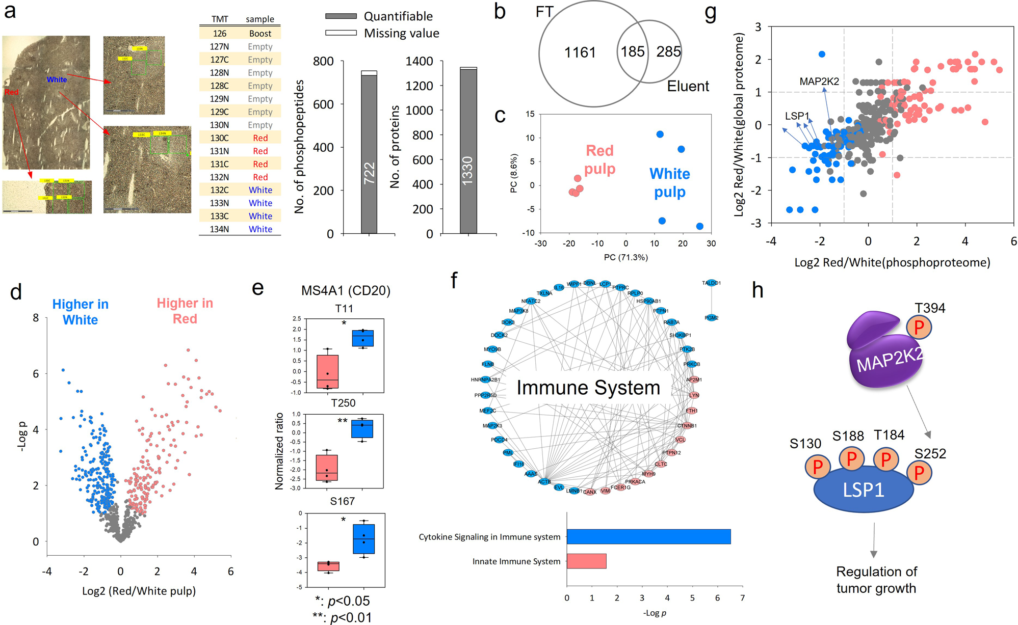 Fig. 6: Phosphoproteome analysis of LCM-dissected human spleen tissue voxels.