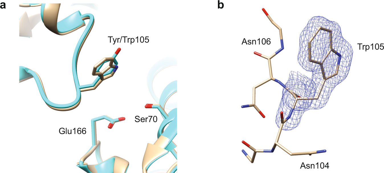 Fig. 5: CTX-M-14 Y105W enzyme structure.