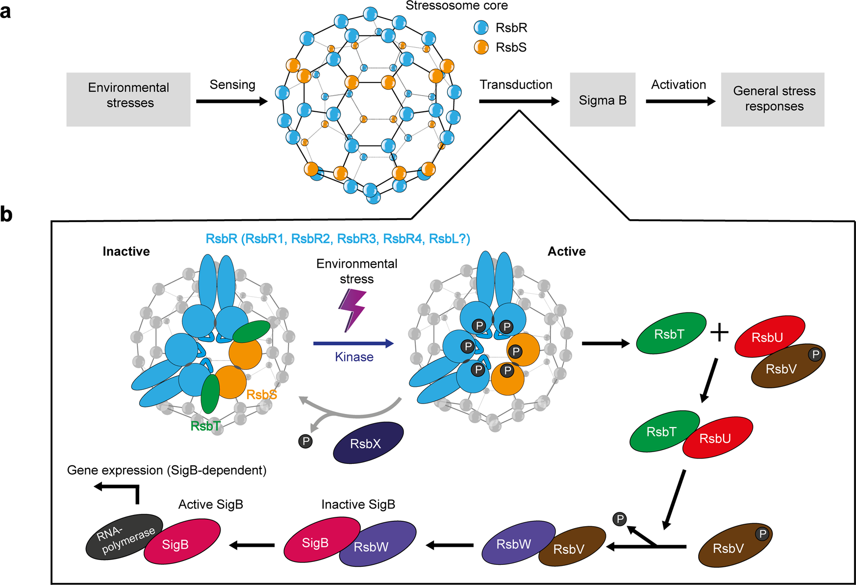 Super-resolving microscopy reveals the localizations and movement dynamics  of stressosome proteins in Listeria monocytogenes | Communications Biology