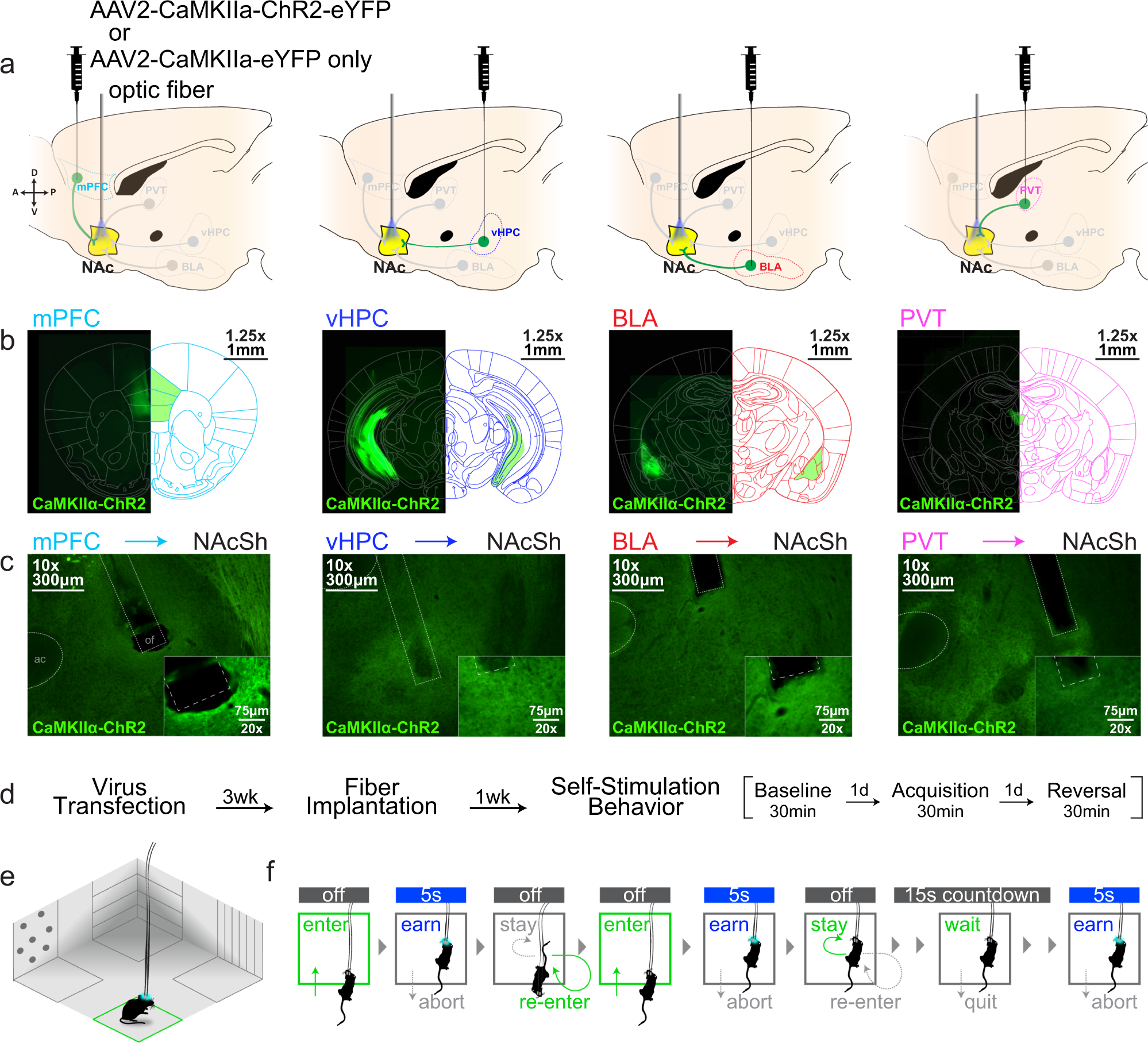 A quadruple dissociation of reward-related behaviour in mice across  excitatory inputs to the nucleus accumbens shell | Communications Biology
