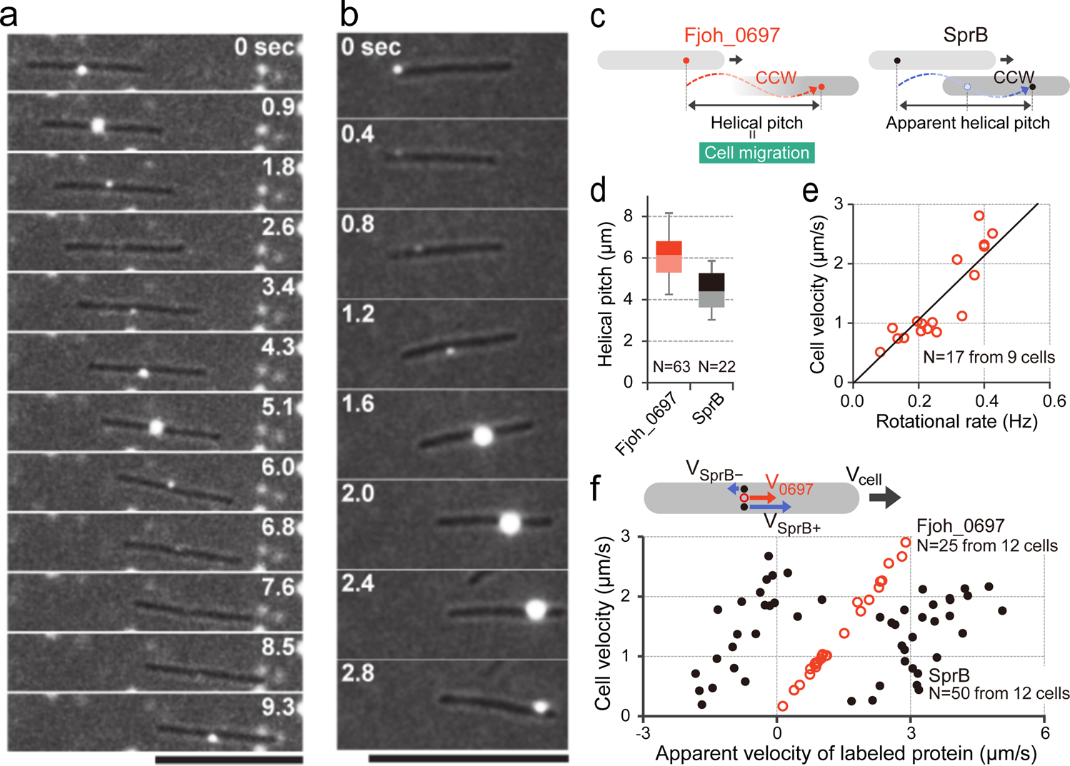 Filamentous structures in the cell envelope are associated with  bacteroidetes gliding machinery | Communications Biology