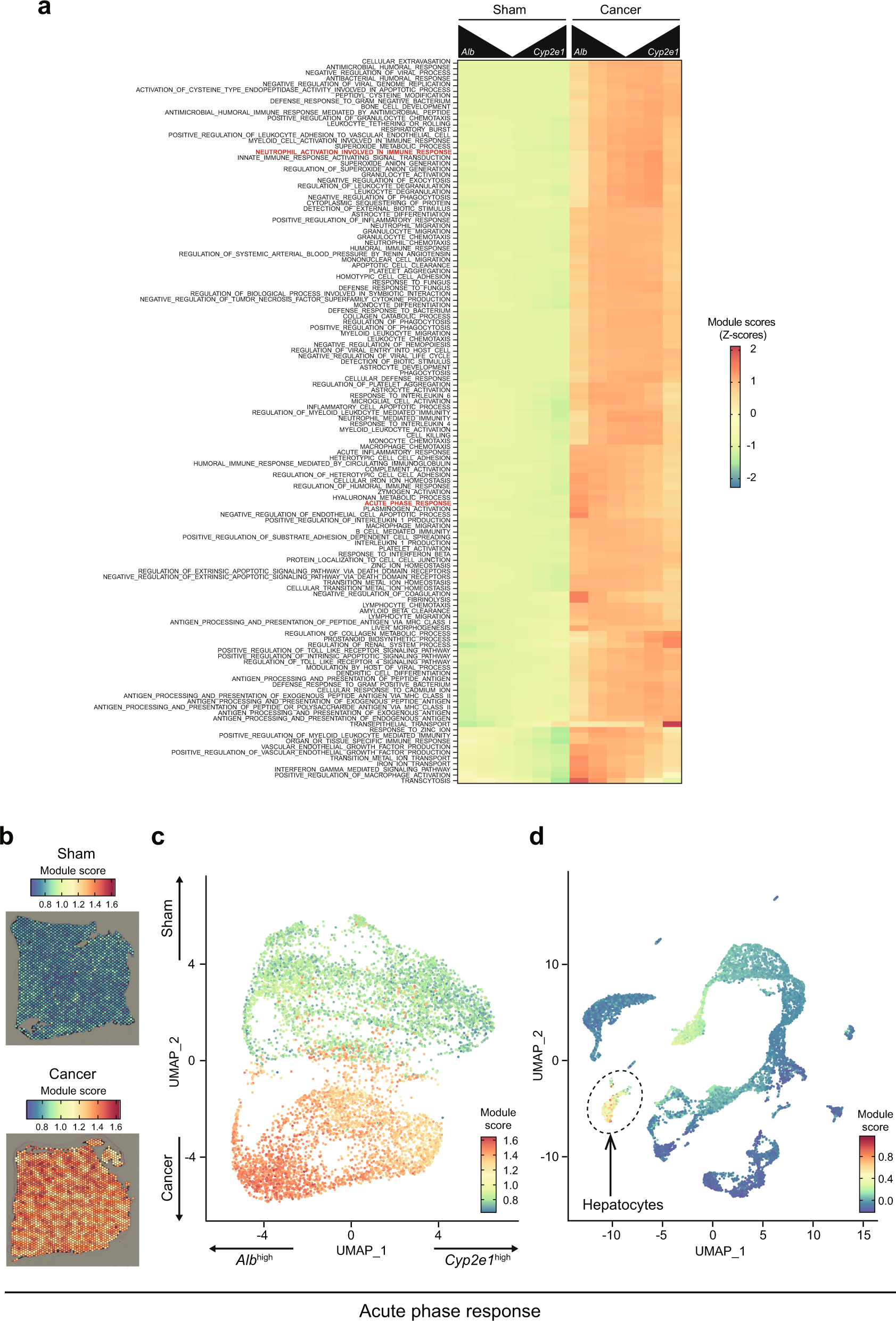 Fig. 4: 4T1 breast cancers induce acute phase response in a zonated manner.
