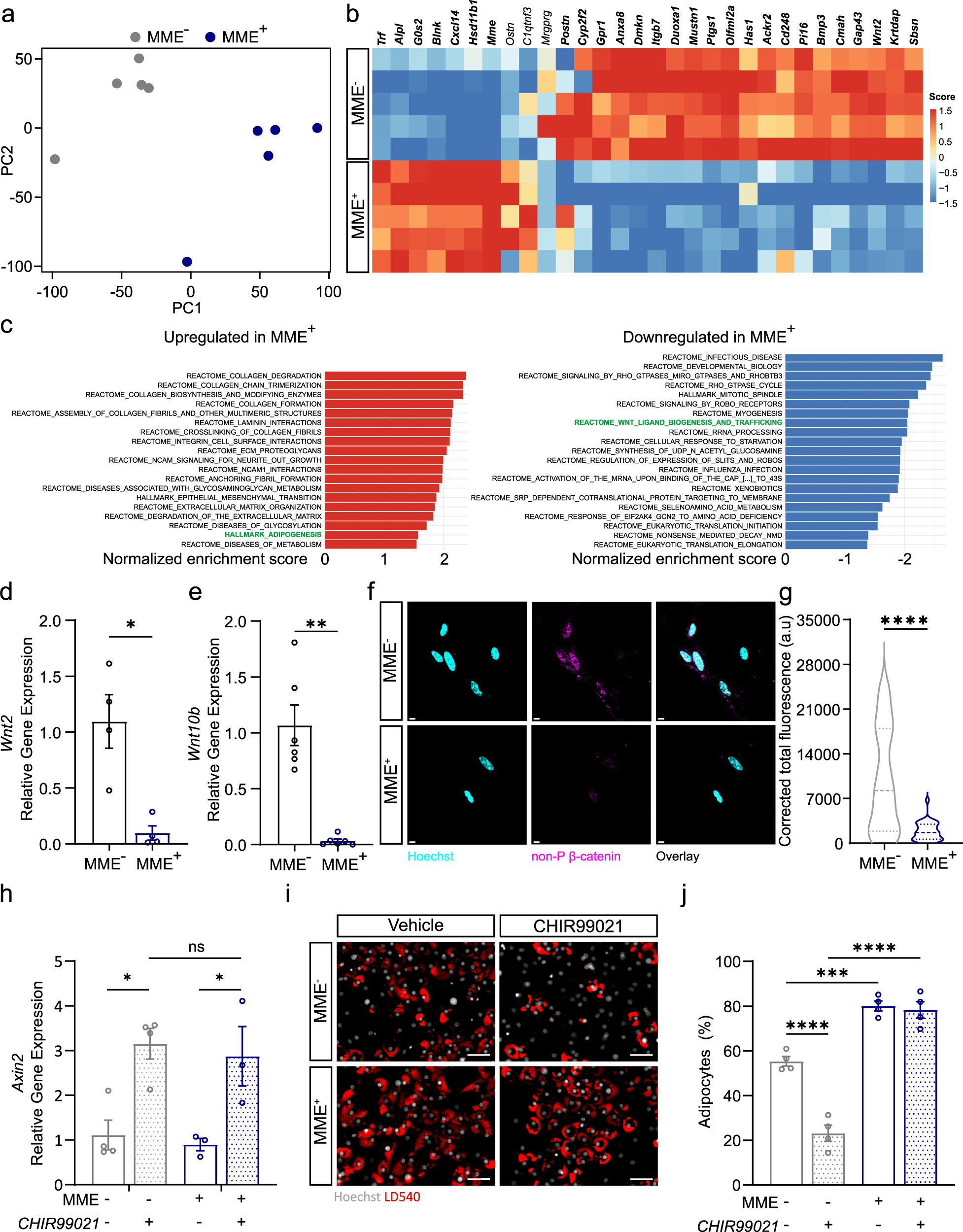 Fig. 5: MME+ FAPs are characterized by reduced WNT signaling and refractory to WNT-mediated inhibition of adipogenesis.