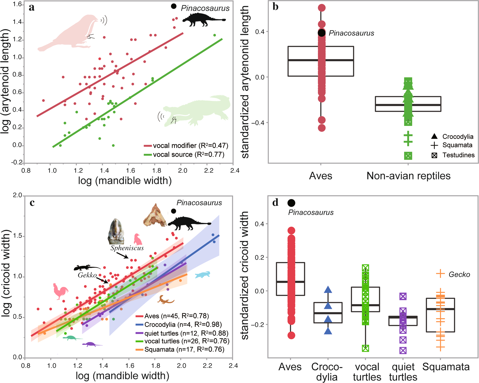 Figure 2 of Yoshida et al. (2023): cricoid and arytenoid anatomy of Pinacosaurus compared with modern archosaurs, suggesting bird-like vocalisation.
