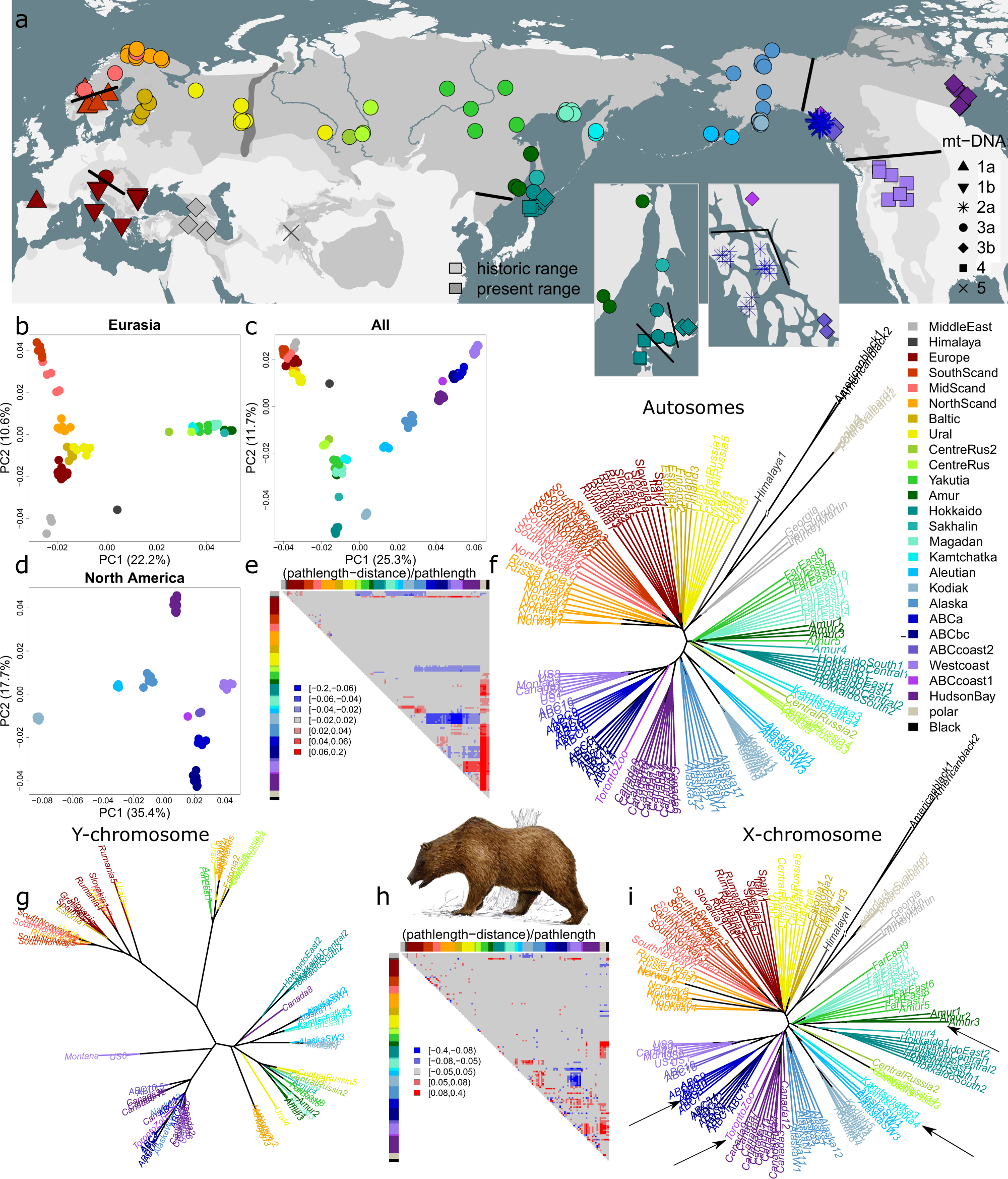 Range-wide whole-genome resequencing of the brown bear reveals drivers of  intraspecies divergence | Communications Biology
