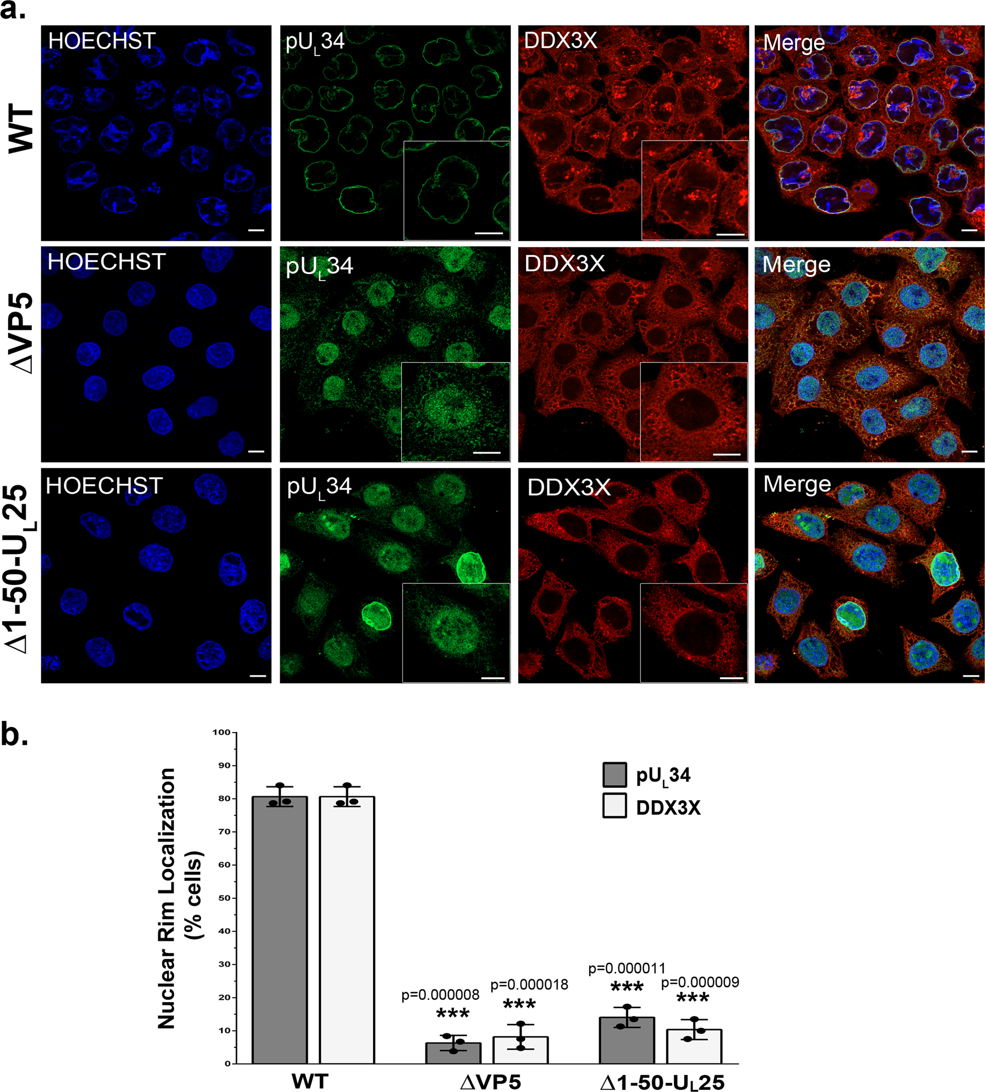Fig. 7: The presence of DDX3X on nuclear membranes is C-capsid dependent.