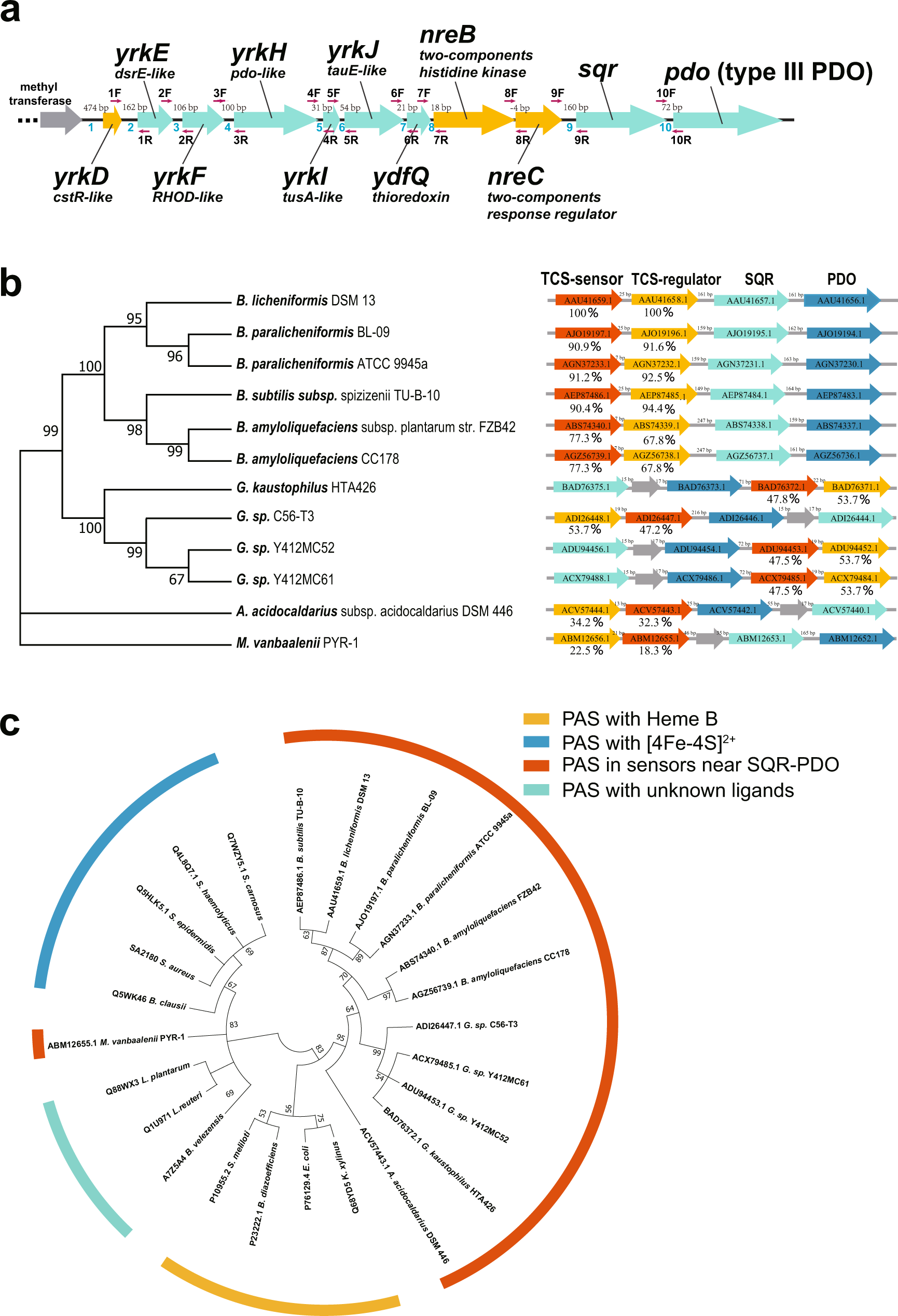 Fig. 1: The annotation of a gene containing sqr and pdo in B. licheniformis.