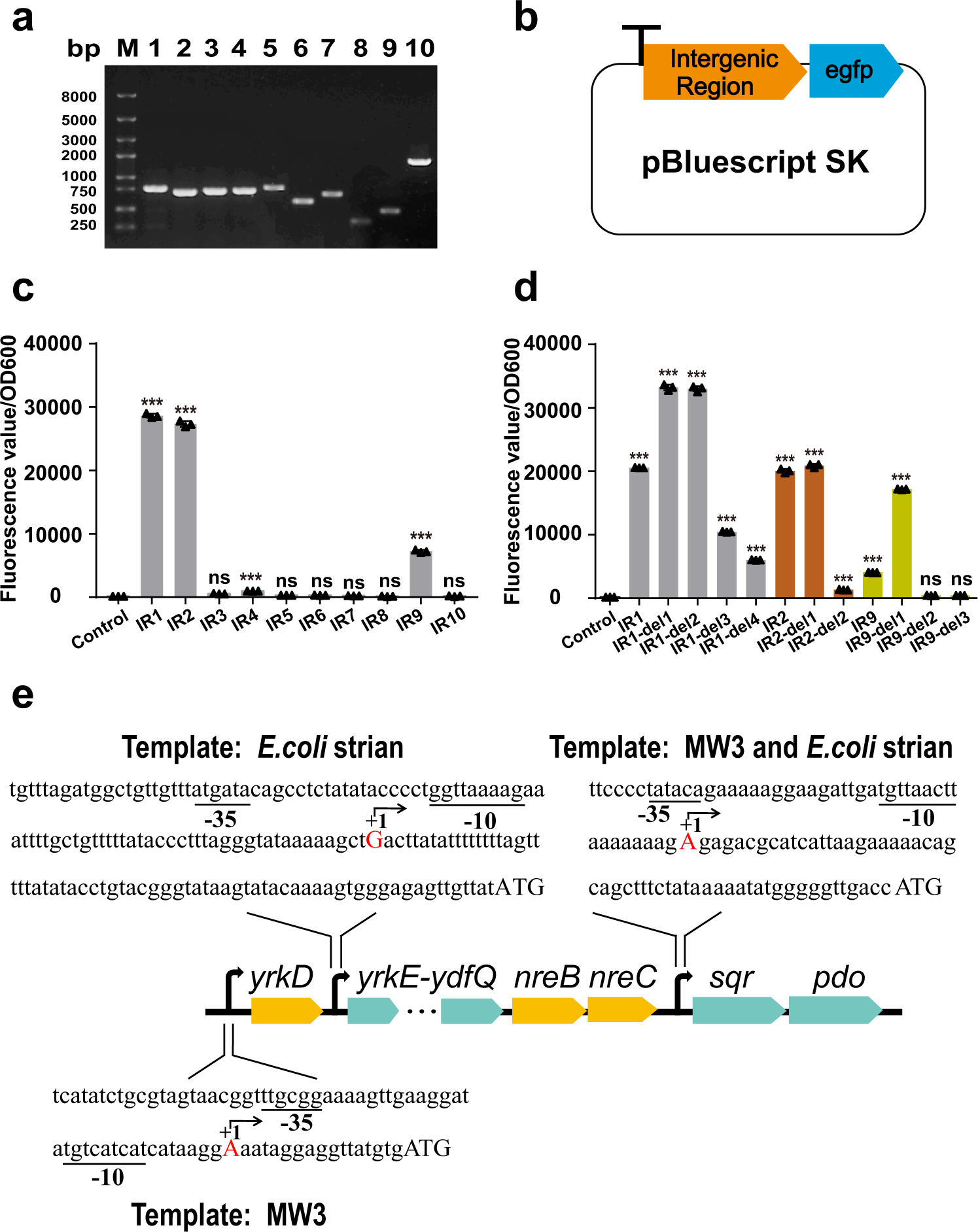 Fig. 4: The promoters and the transcription initiation sites of the gene cluster.