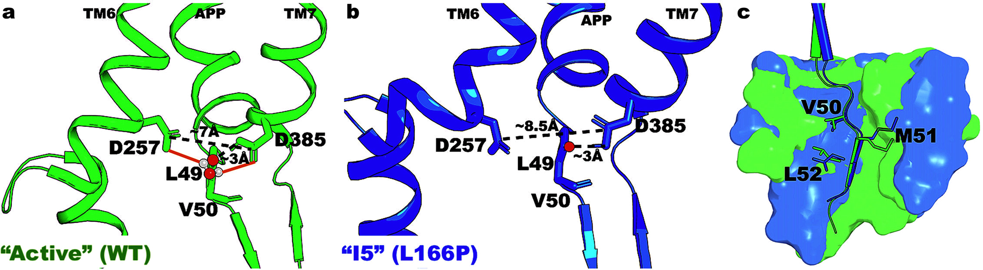 Fig. 4: Comparison between the “Active” and “I5” low-energy conformational states in γ-secretase.