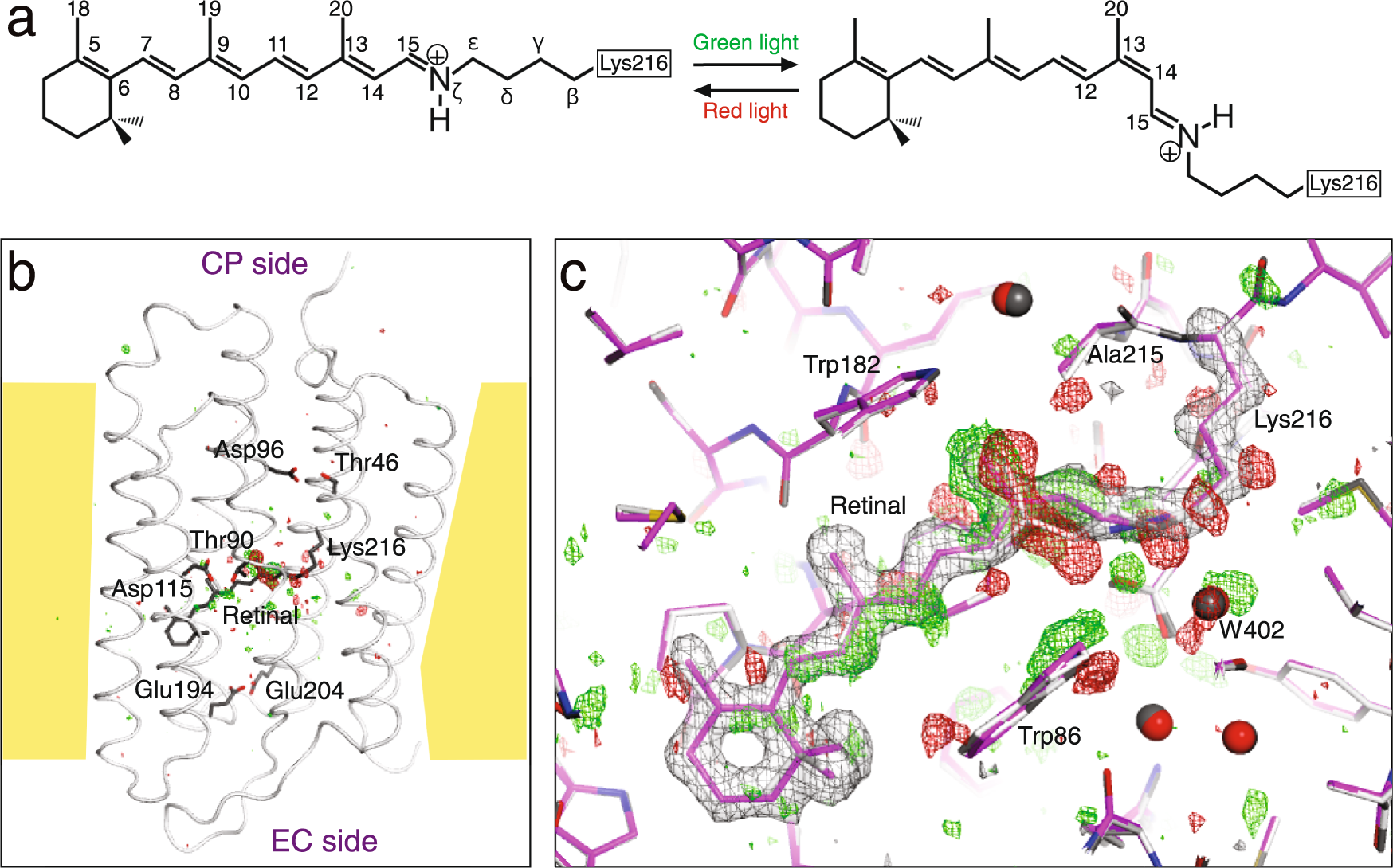 Frontiers  Exploring the Retinal Binding Cavity of