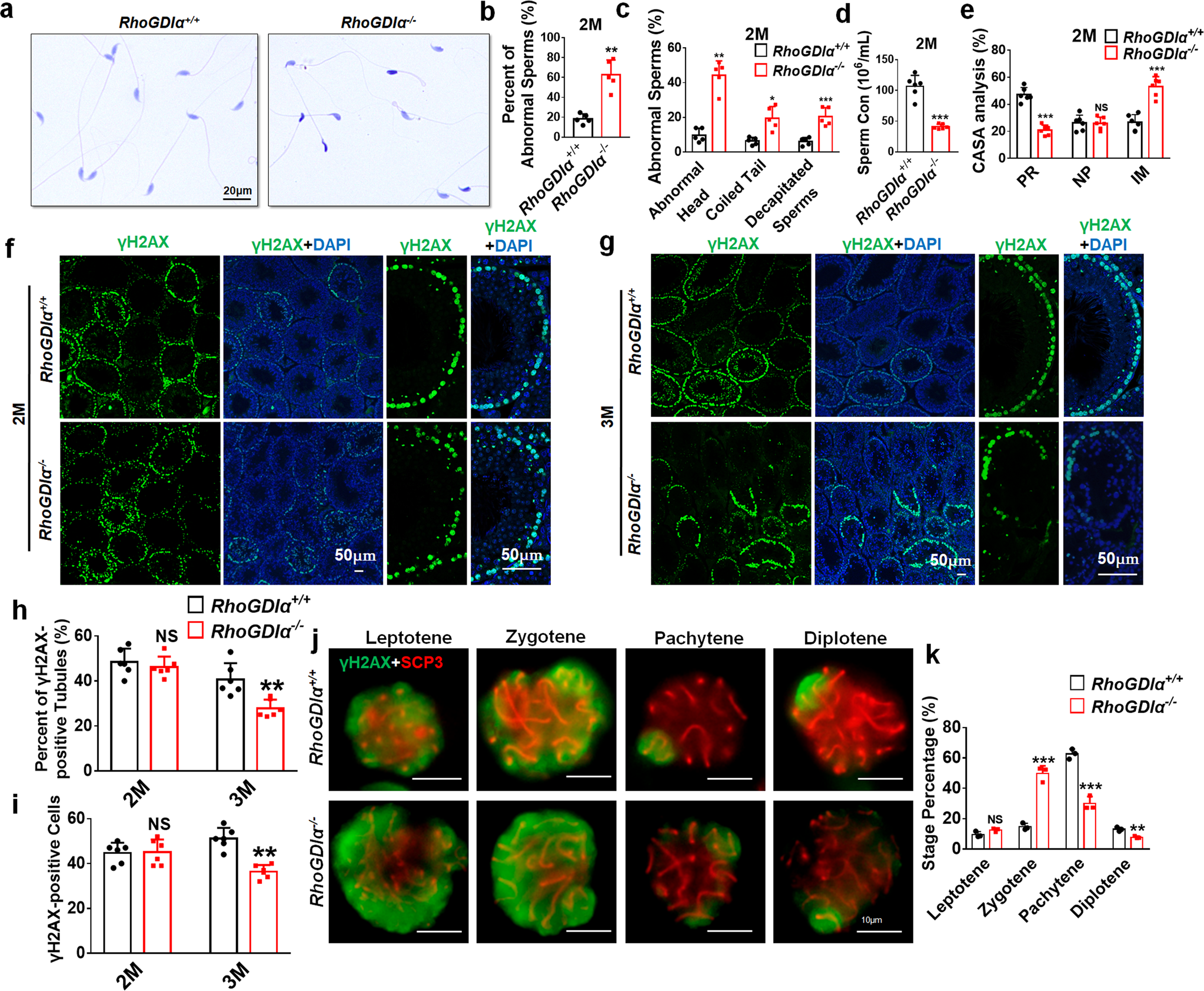 Fig. 2: Evaluation of meiotic prophase and proliferation status of spermatocytes in RhoGDIα−/− male mice.